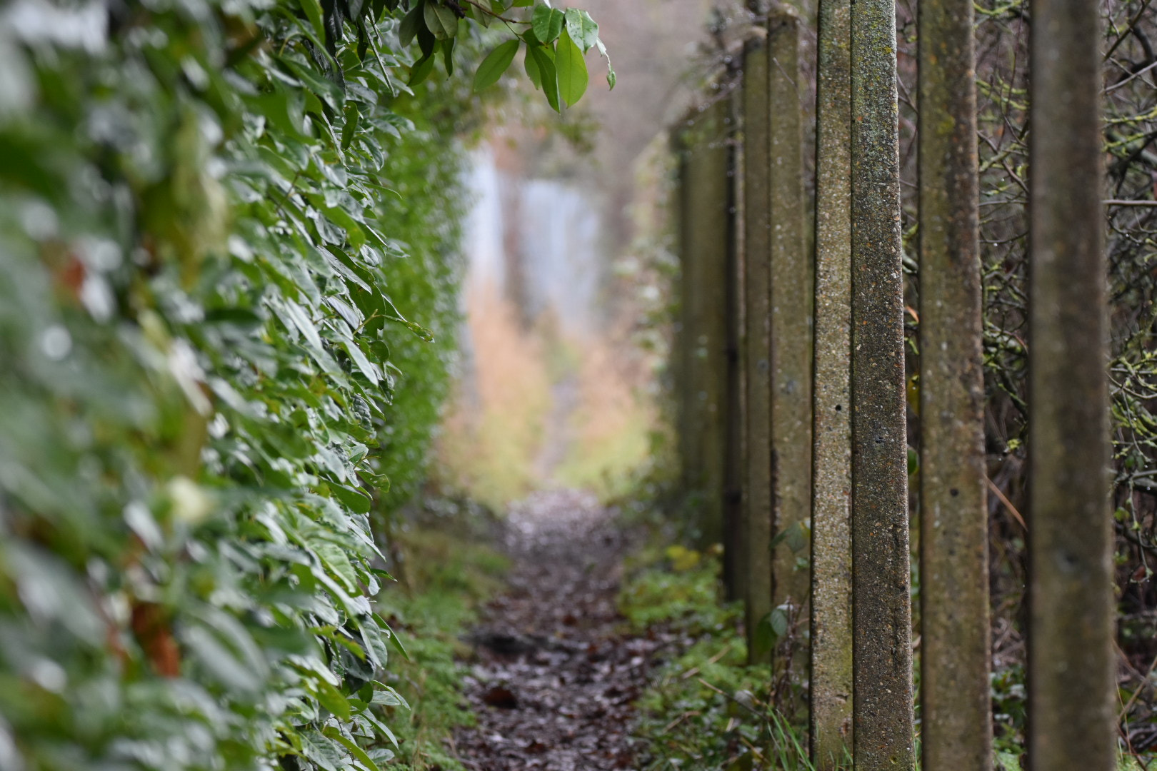 Sigma 150-600mm F5-6.3 DG OS HSM | C sample photo. Footpath.. photography