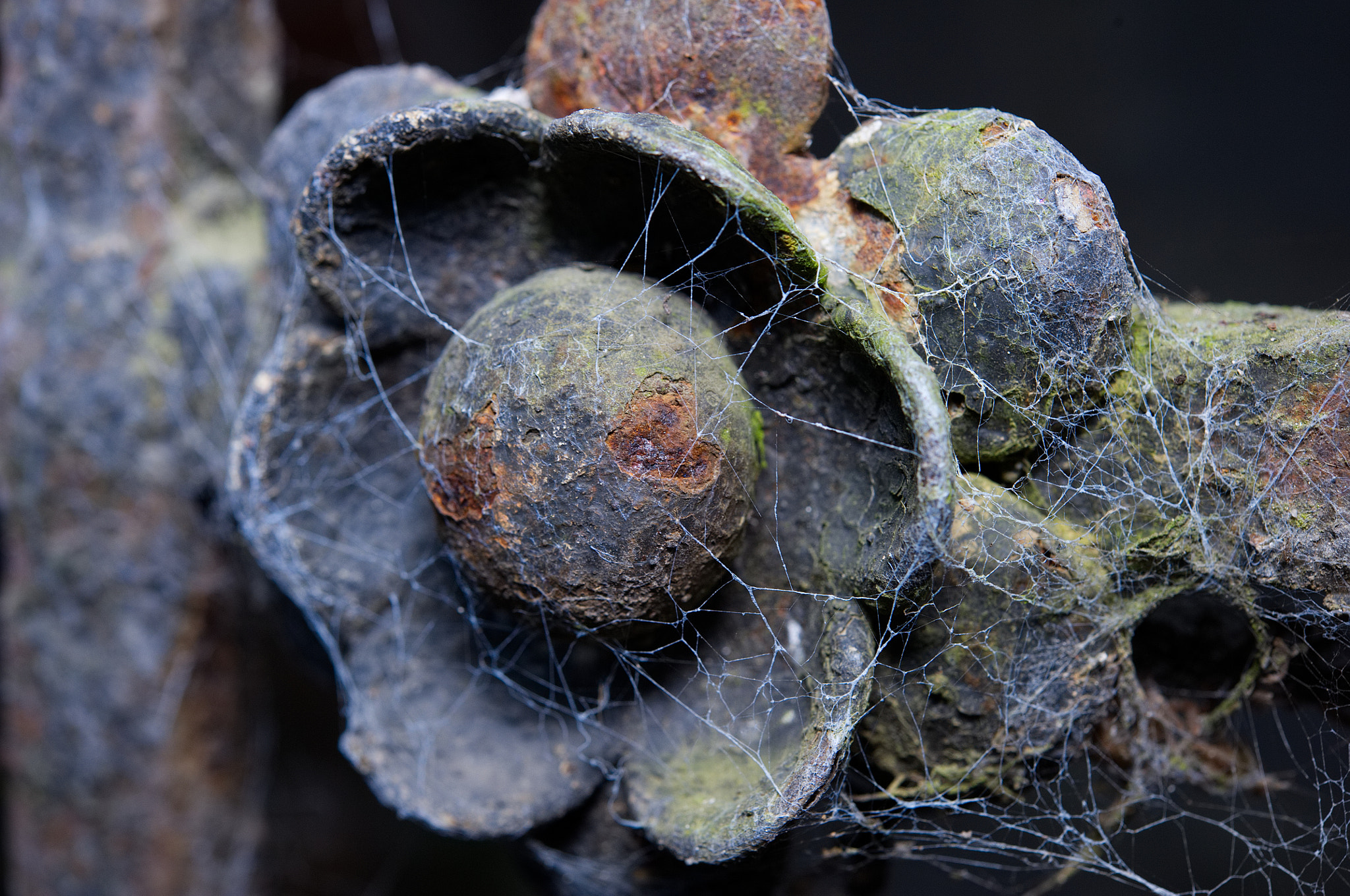 Nikon AF-S Micro-Nikkor 60mm F2.8G ED sample photo. Flower and spiderweb photography