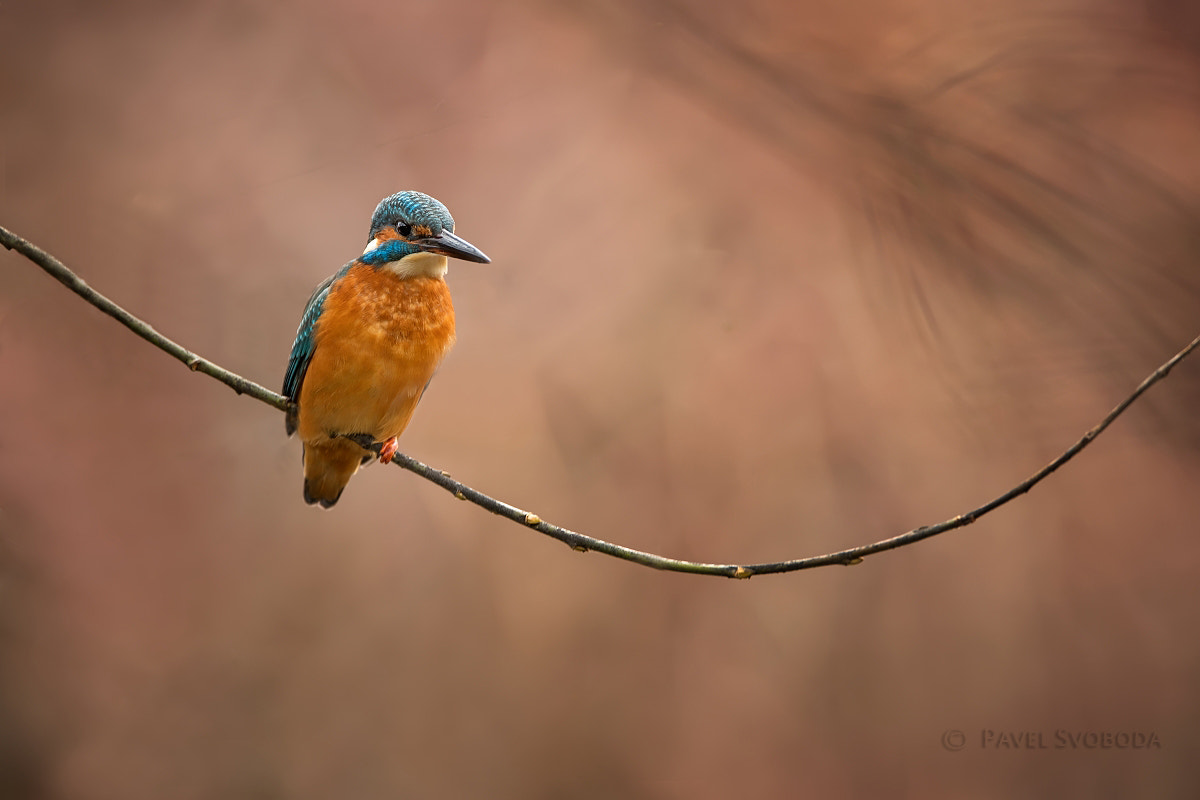 Nikon AF-S Nikkor 400mm F2.8E FL ED VR sample photo. Kingfisher photography