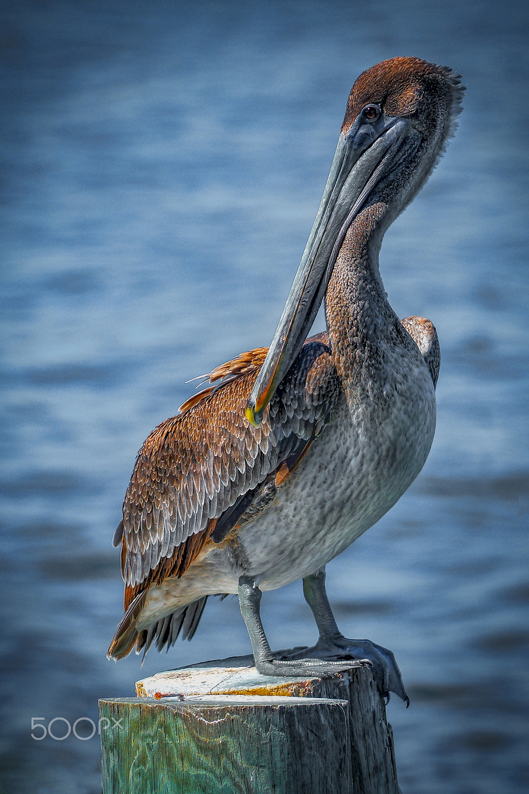 Sony SLT-A77 + Minolta/Sony AF 70-200mm F2.8 G sample photo. Pelikan -florida-usa photography