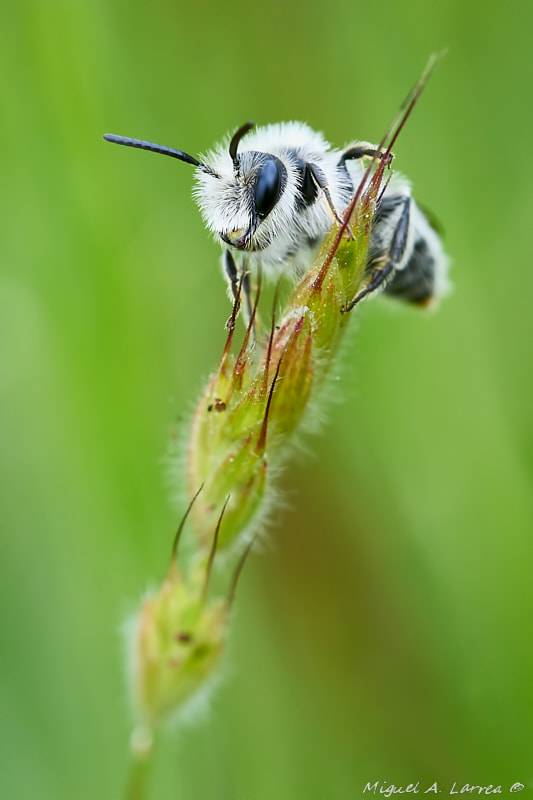 Sony ILCA-77M2 sample photo. Andrena cineraria photography