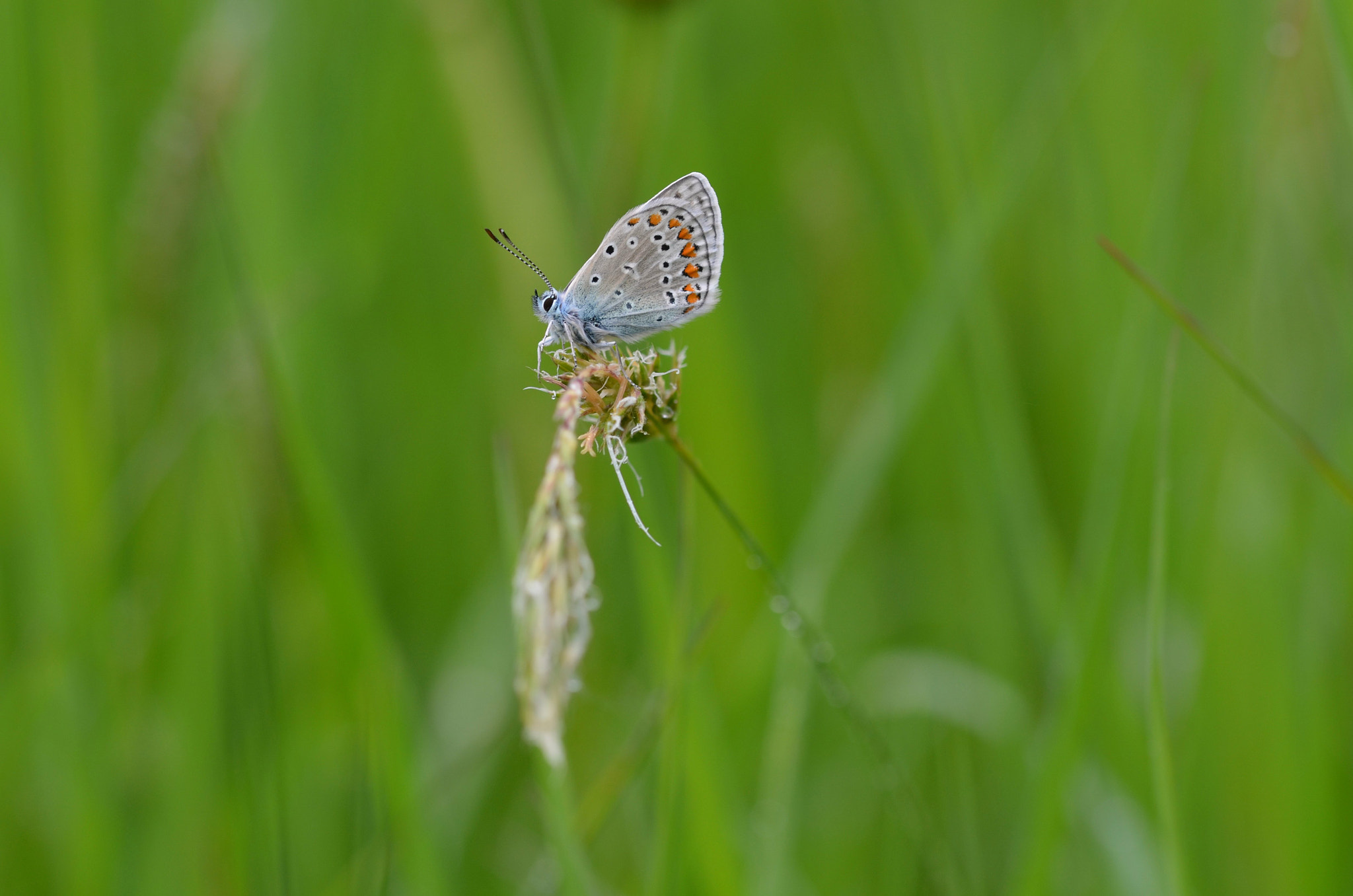 Sigma 105mm F2.8 EX DG OS HSM sample photo. Common blue photography