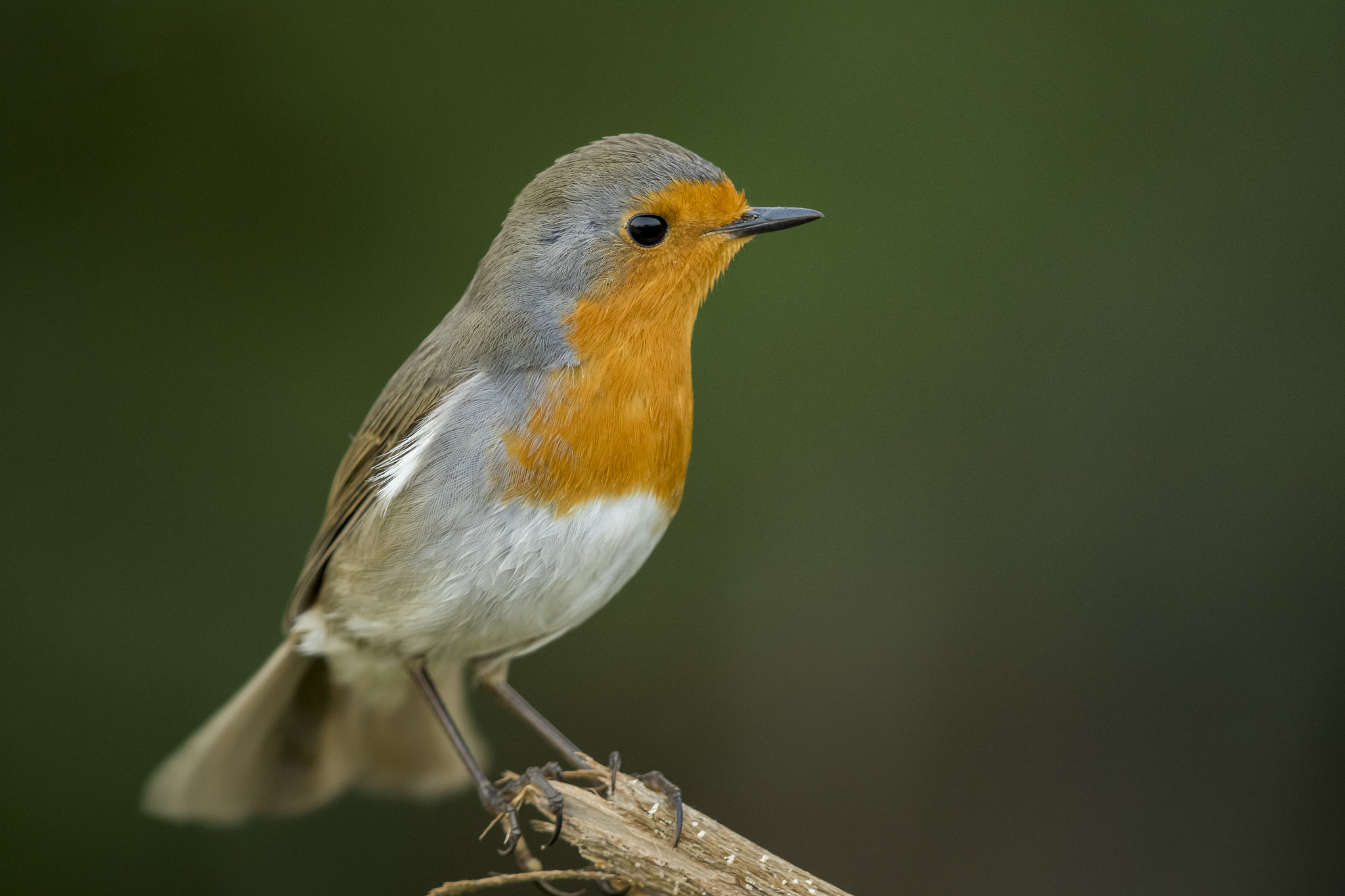 Canon EF 600mm F4L IS II USM sample photo. European robin photography