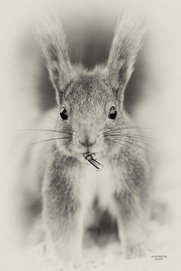 Canon EF 300mm F2.8L IS II USM sample photo. Squirrel in black & white photography