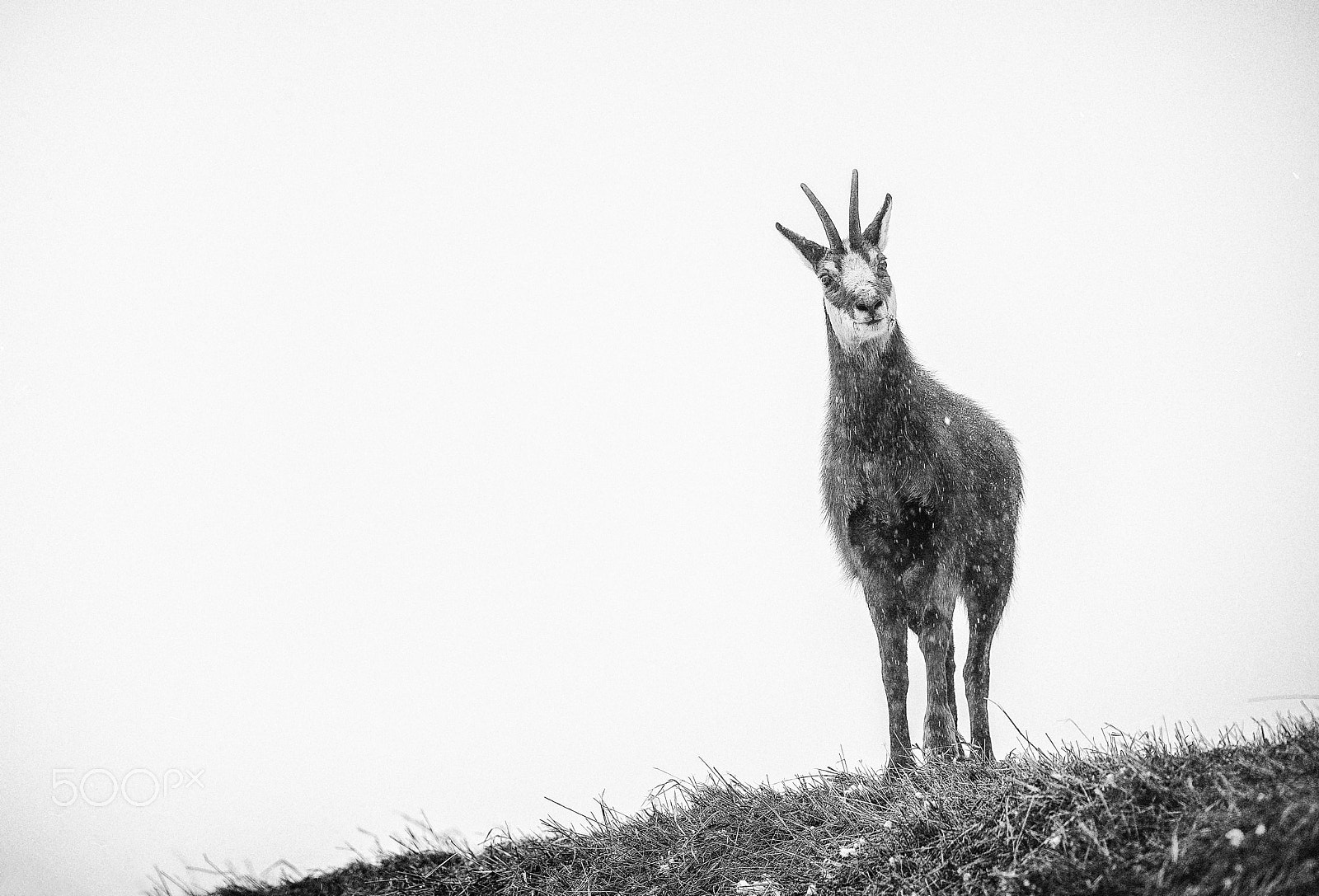 Nikon AF-S Nikkor 600mm F4E FL ED VR sample photo. Clave alta photography