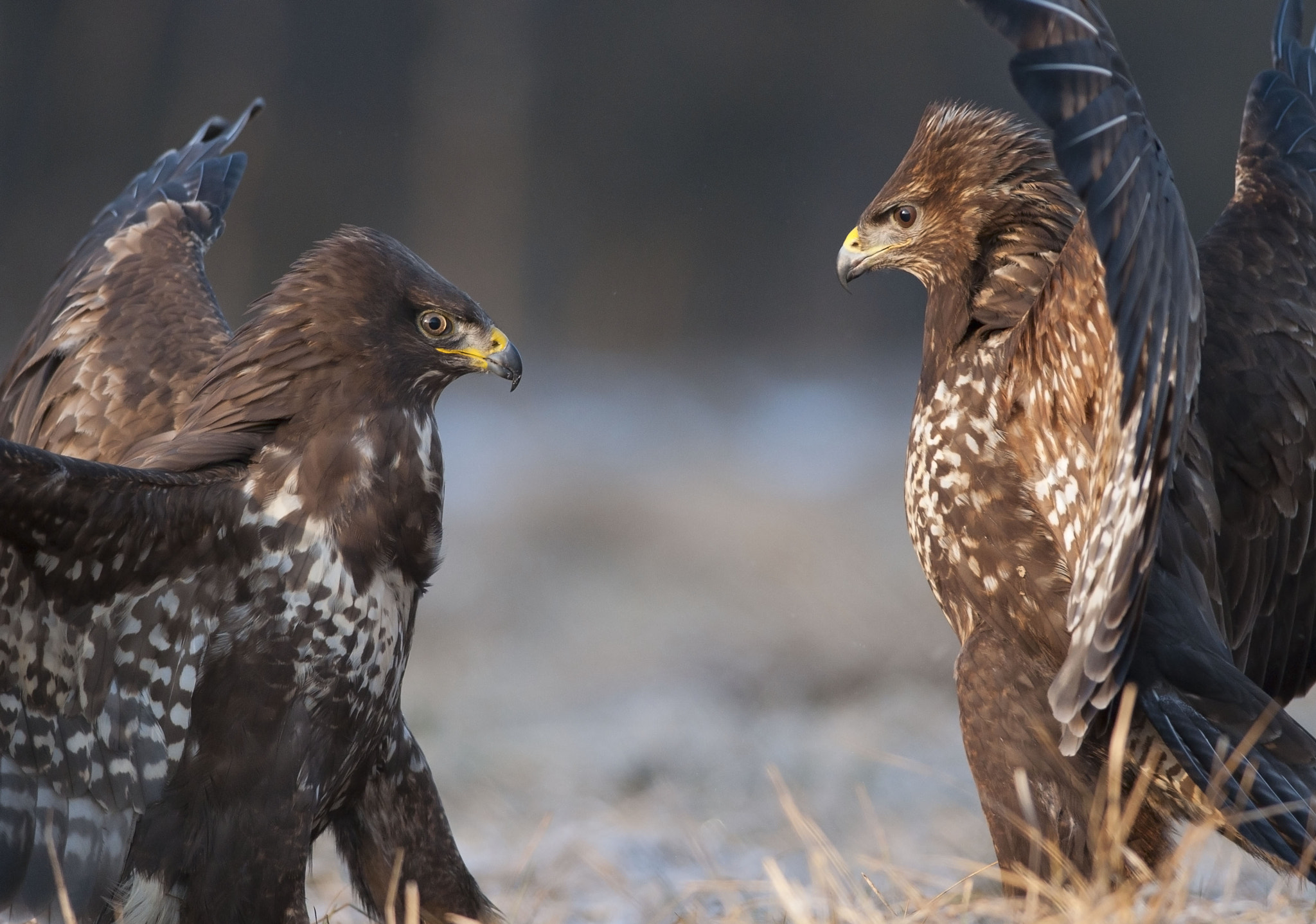 Nikon D300 + Nikon AF-S Nikkor 300mm F4D ED-IF sample photo. Common buzzards photography