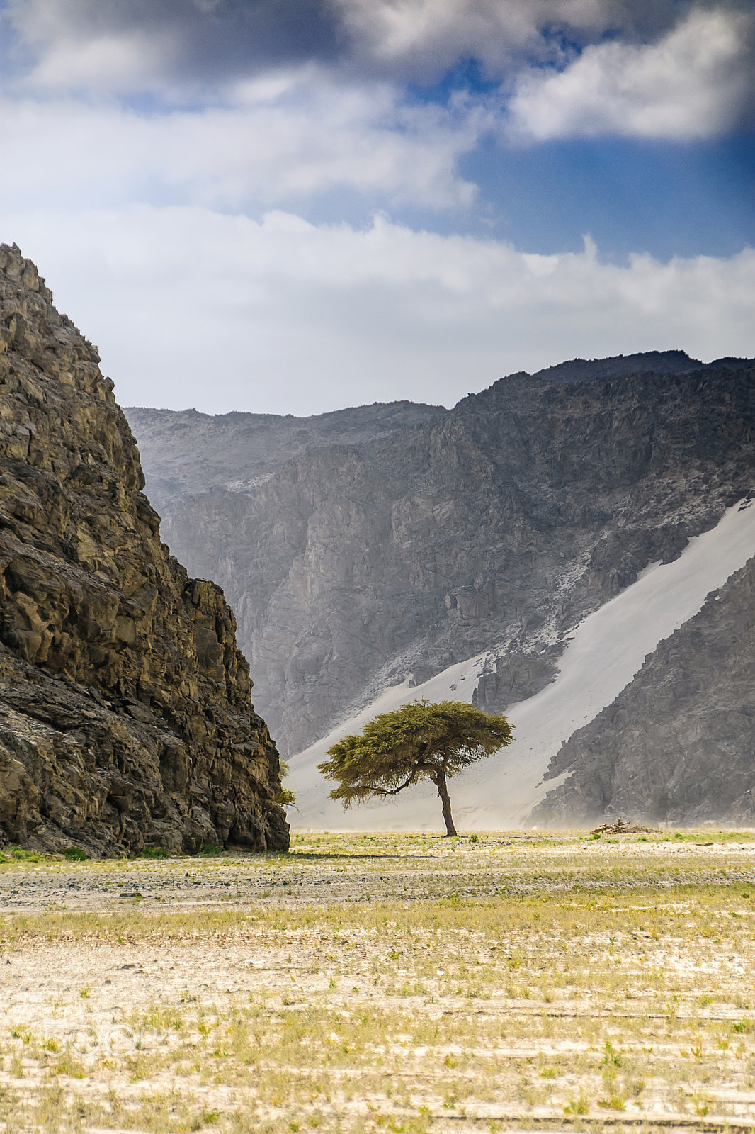 Sigma 18-250mm F3.5-6.3 DC OS HSM sample photo. Lonely tree in amazing nature photography