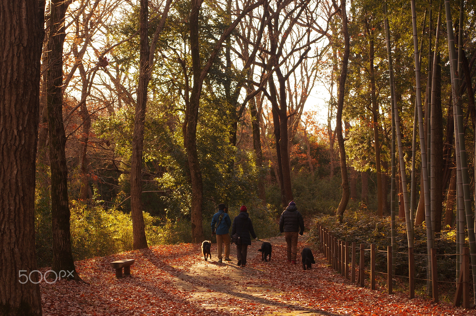 Pentax K-3 II sample photo. In the morning photography