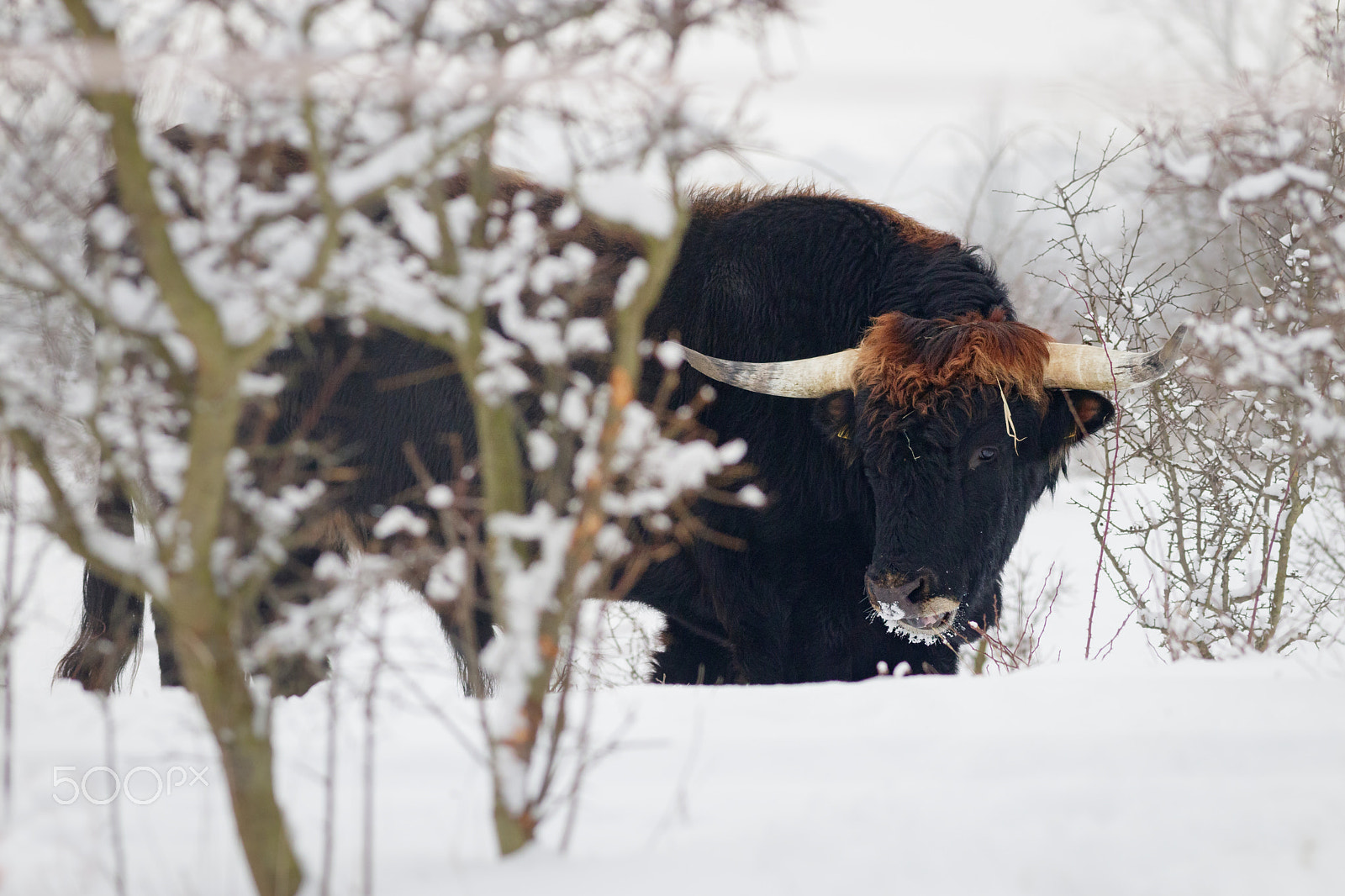 Canon EF 200mm F2.8L II USM sample photo. Pratůr z milovic photography