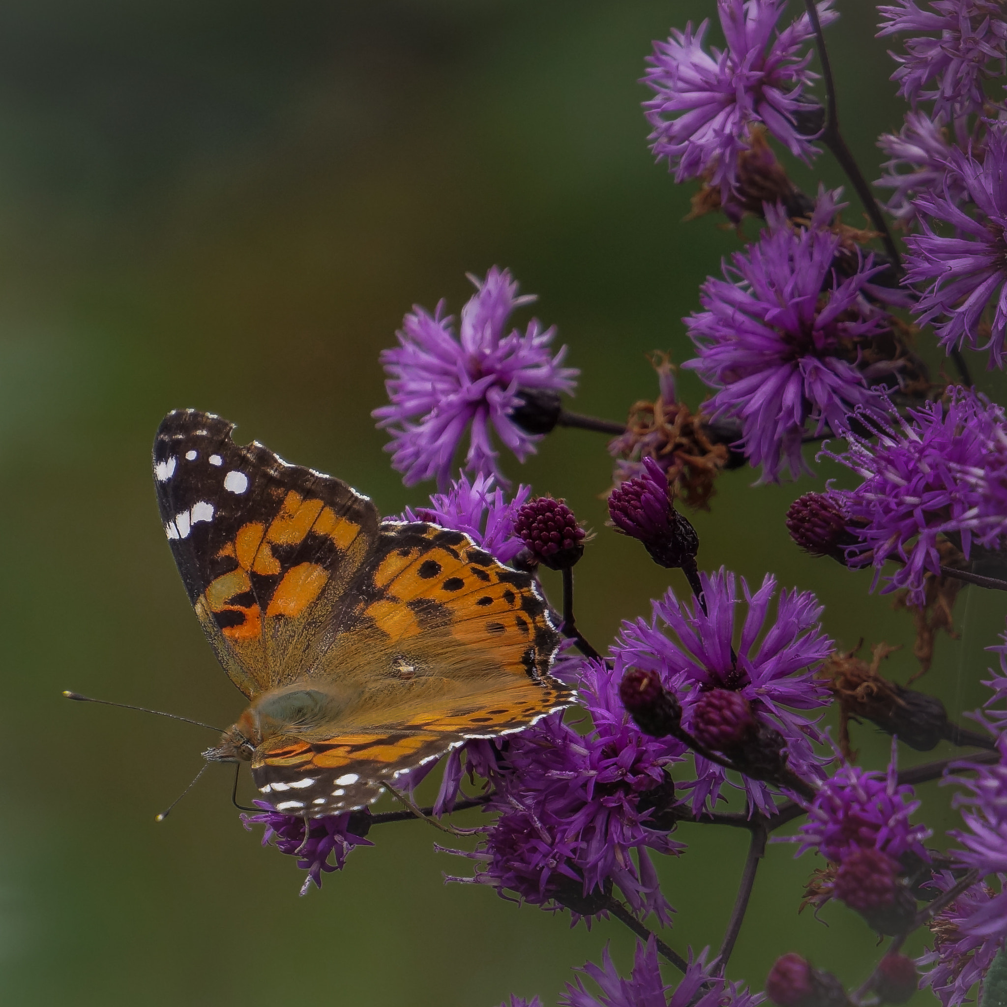 Sony Alpha NEX-7 + Sony E 55-210mm F4.5-6.3 OSS sample photo. A painted lady photography