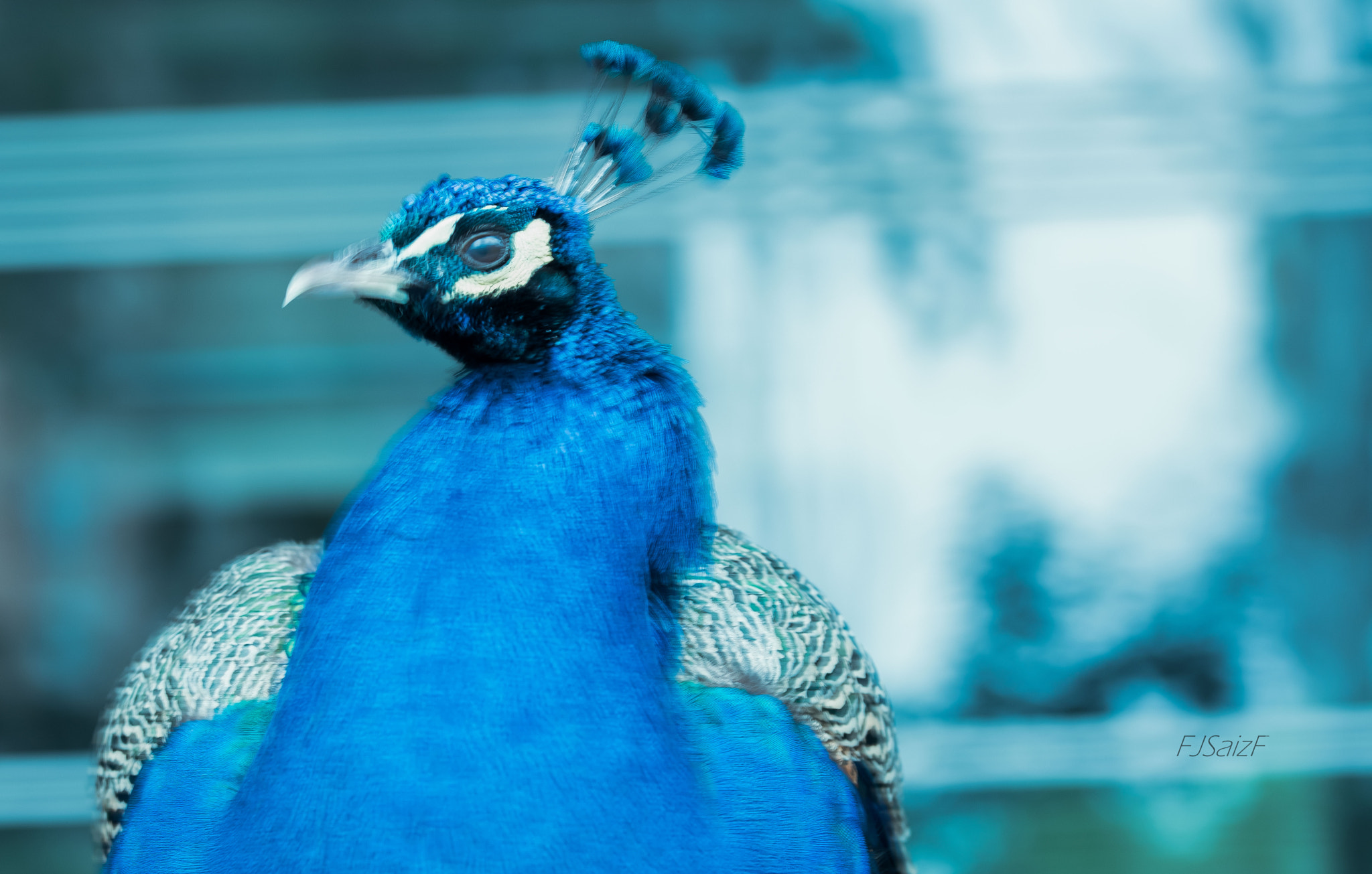 Sigma 105mm F2.8 EX DG OS HSM sample photo. Pavo al acecho photography