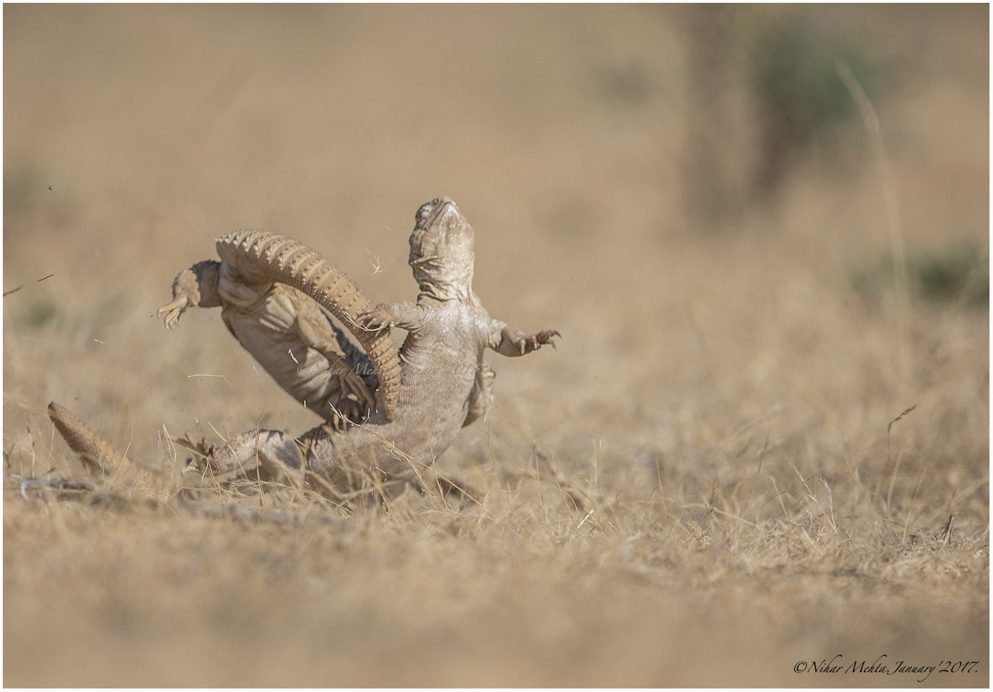 Canon EF 600mm F4L IS II USM sample photo. Spiny. photography