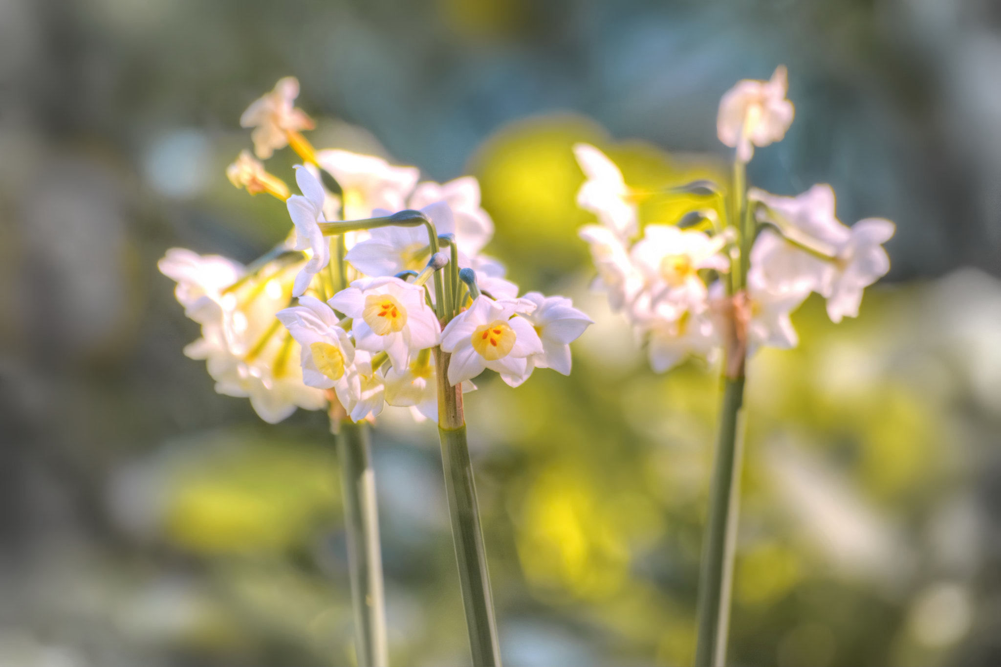 Nikon D7100 + Sigma 70-300mm F4-5.6 APO Macro Super II sample photo. Already spring photography