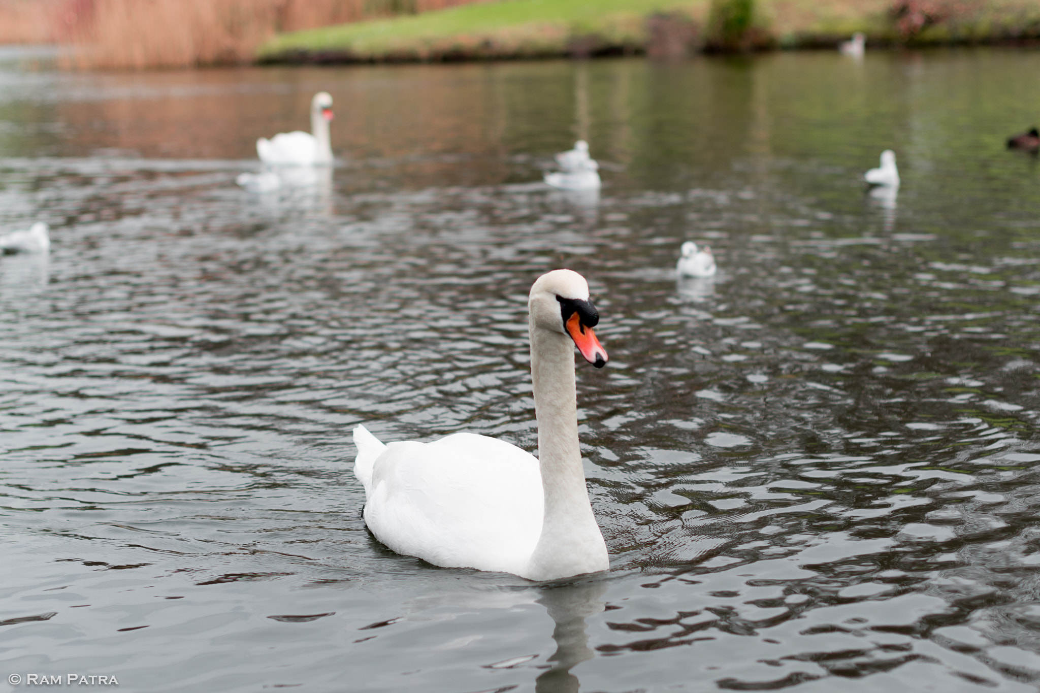 Nikon D5600 + Nikon AF-S Nikkor 50mm F1.4G sample photo. A big white swan photography