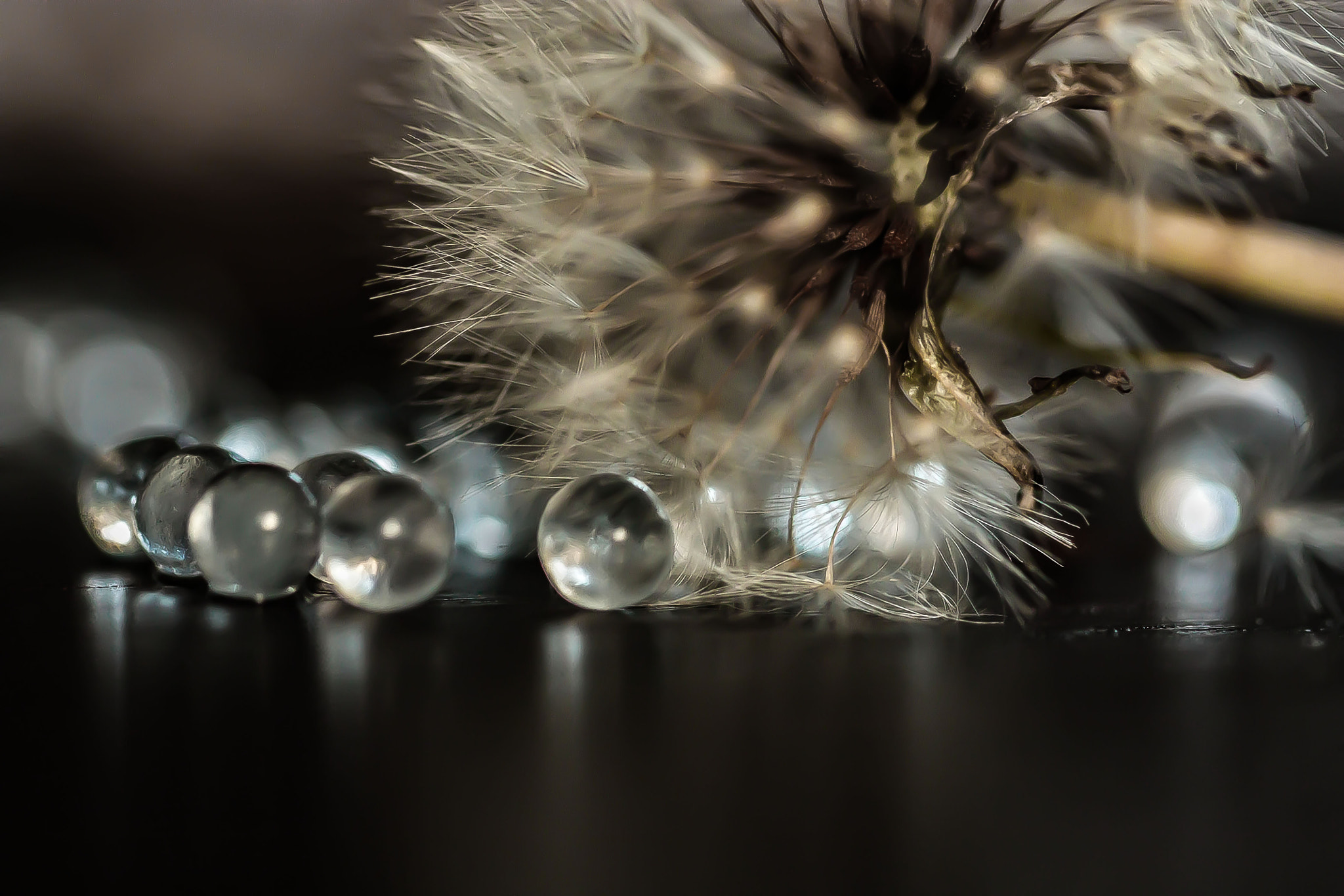 Canon EF 100mm F2.8L Macro IS USM sample photo. Img photography