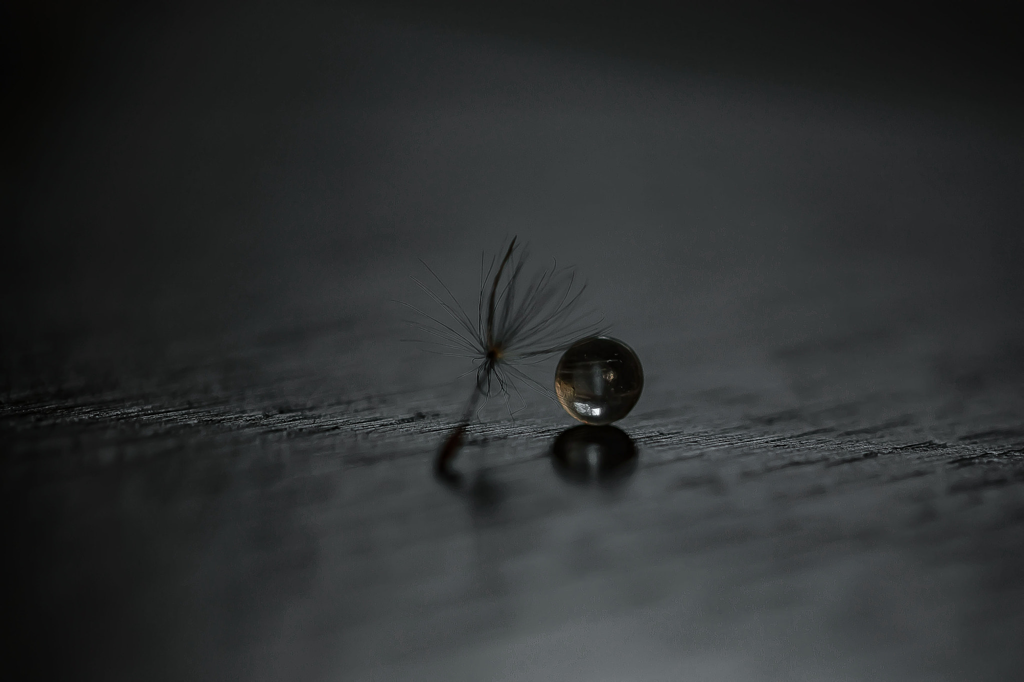 Canon EF 100mm F2.8L Macro IS USM sample photo. Img photography