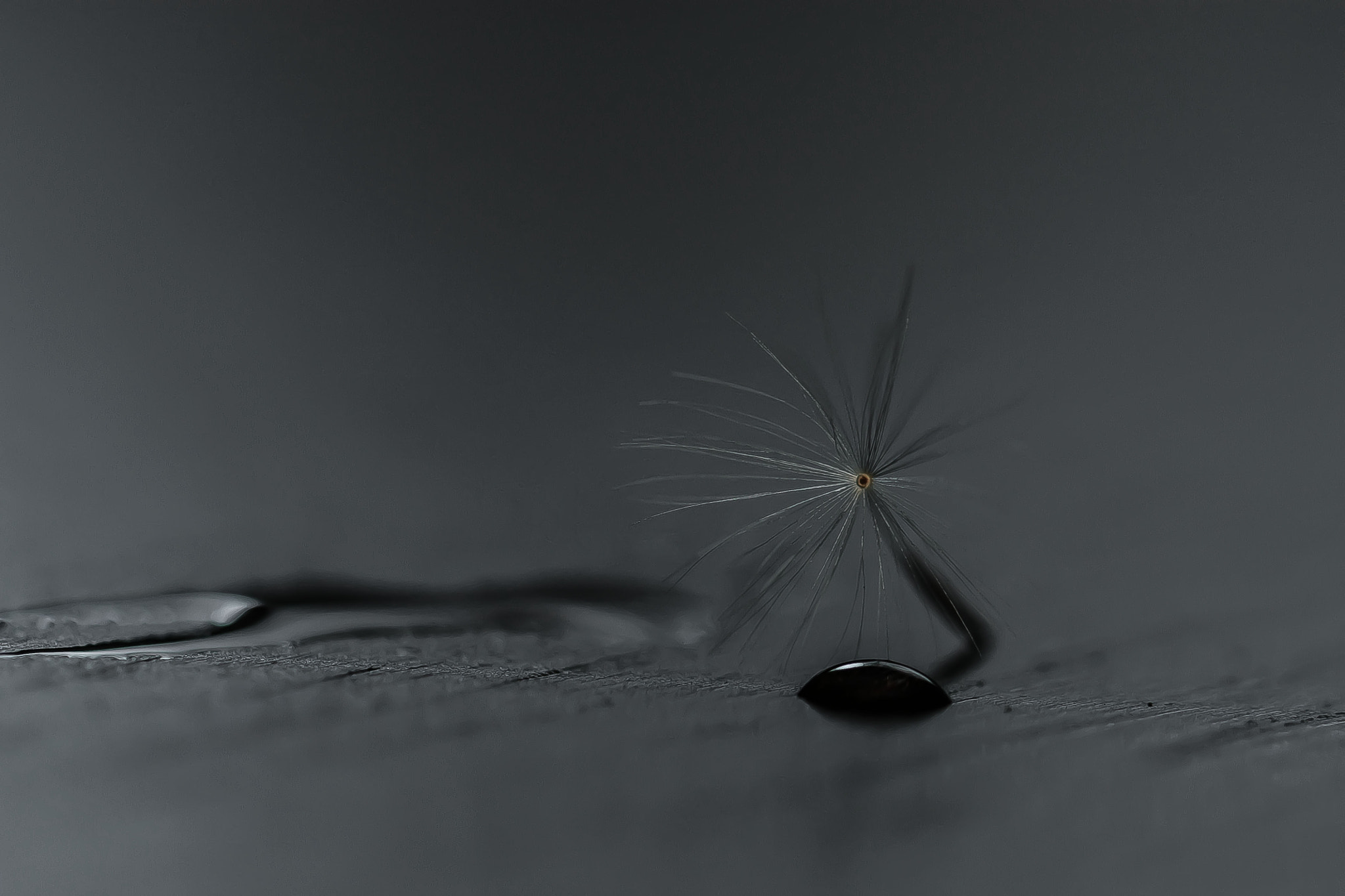 Canon EF 100mm F2.8L Macro IS USM sample photo. Img photography