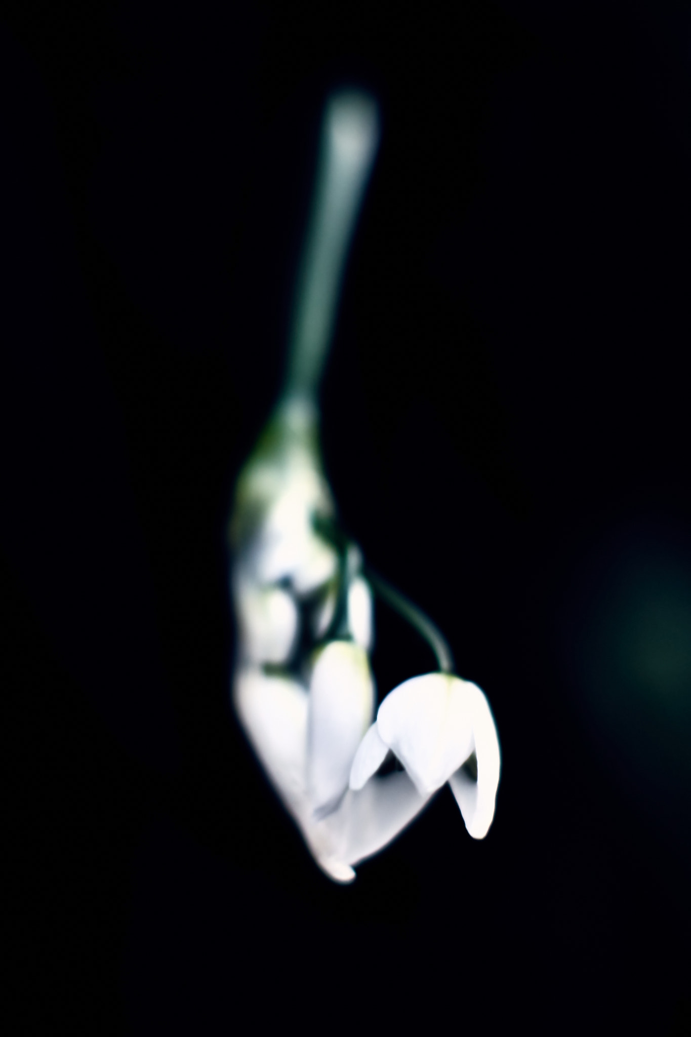 Minolta AF 50mm F1.4 [New] sample photo. Deep white photography