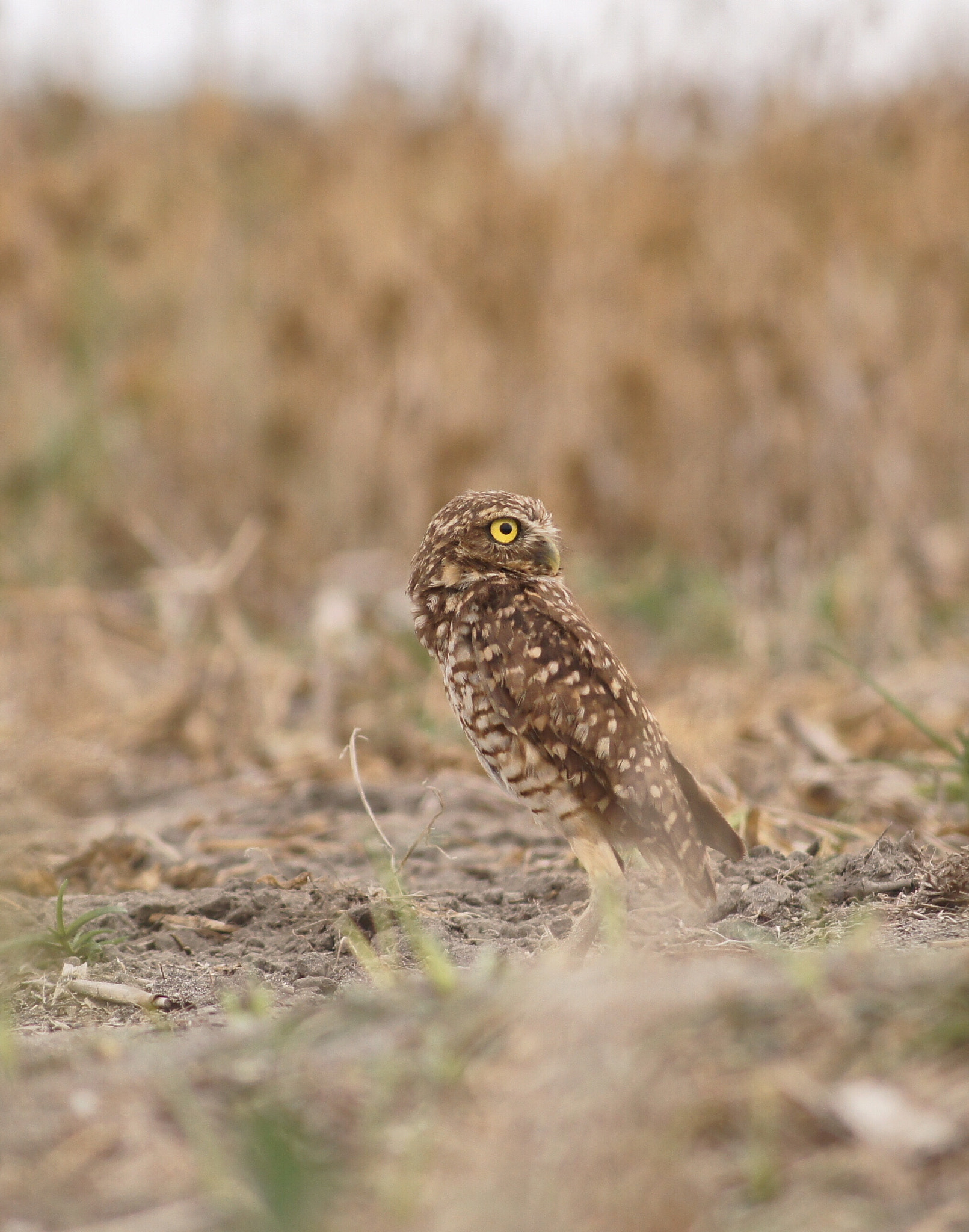 Sony SLT-A33 + Sony DT 55-200mm F4-5.6 SAM sample photo. Mochuelo in te field photography