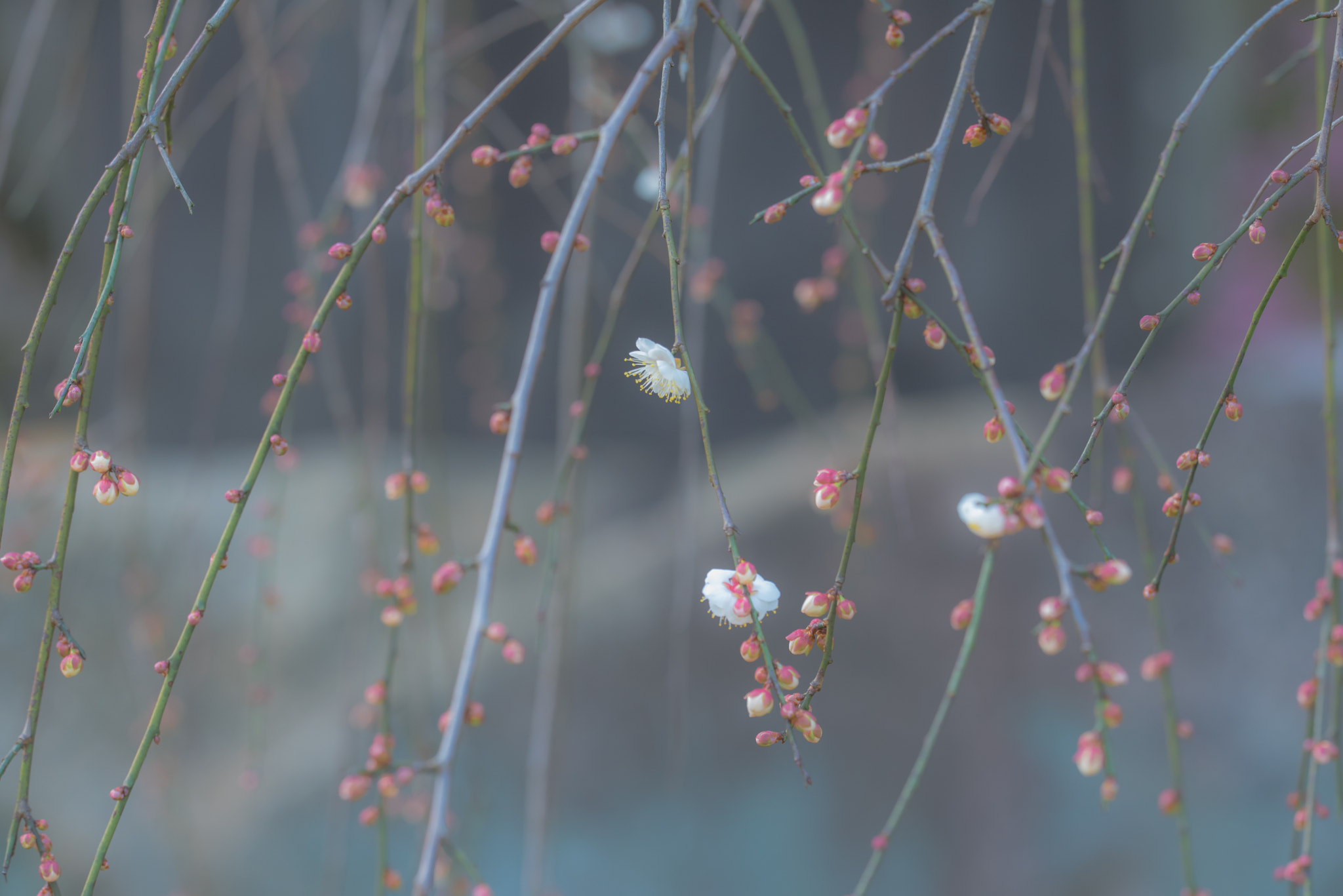 Sigma 150mm F2.8 EX DG OS Macro HSM sample photo. Plum blossom photography
