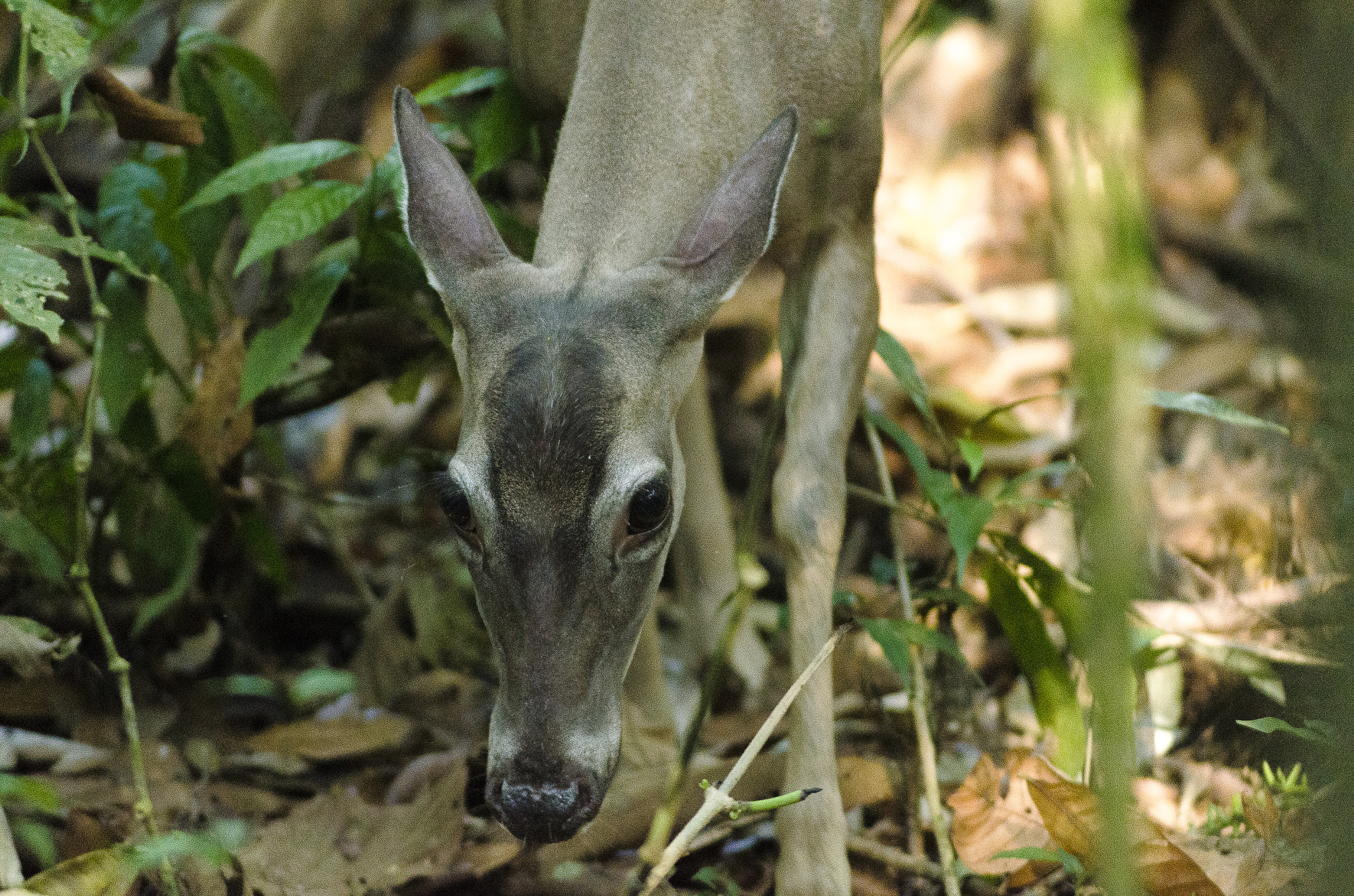 Tokina AT-X 304 AF (AF 300mm f/4.0) sample photo. Venado cola blanca, parque nacional manuel antonio, costa rica. photography