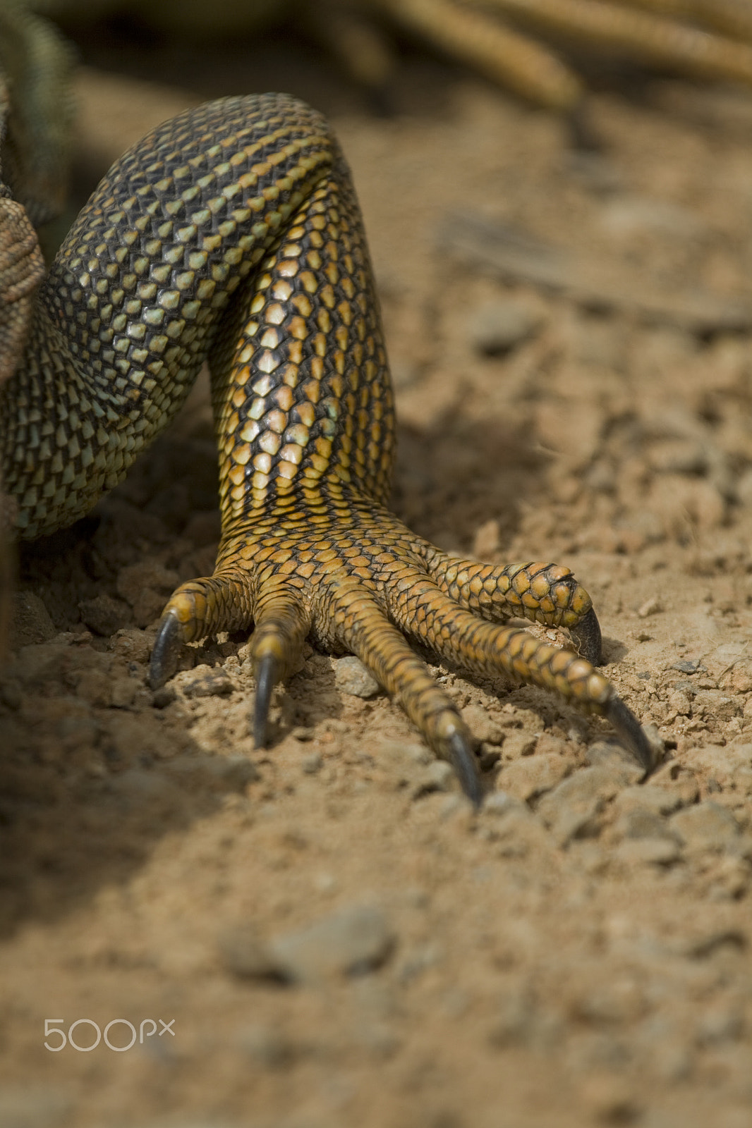 Canon EF 100-400mm F4.5-5.6L IS USM sample photo. Scales photography