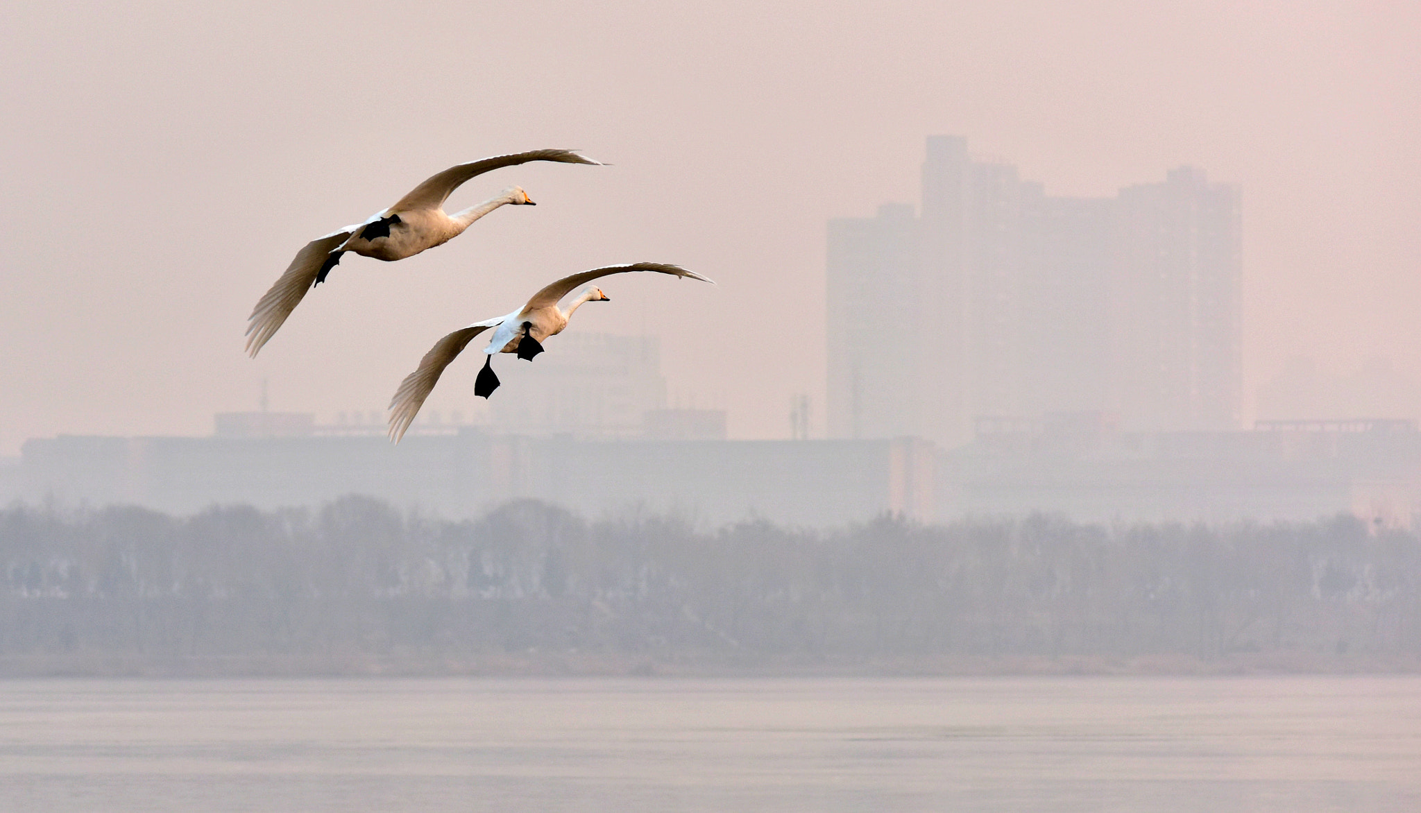 Nikon AF-Nikkor 80-200mm F2.8D ED sample photo