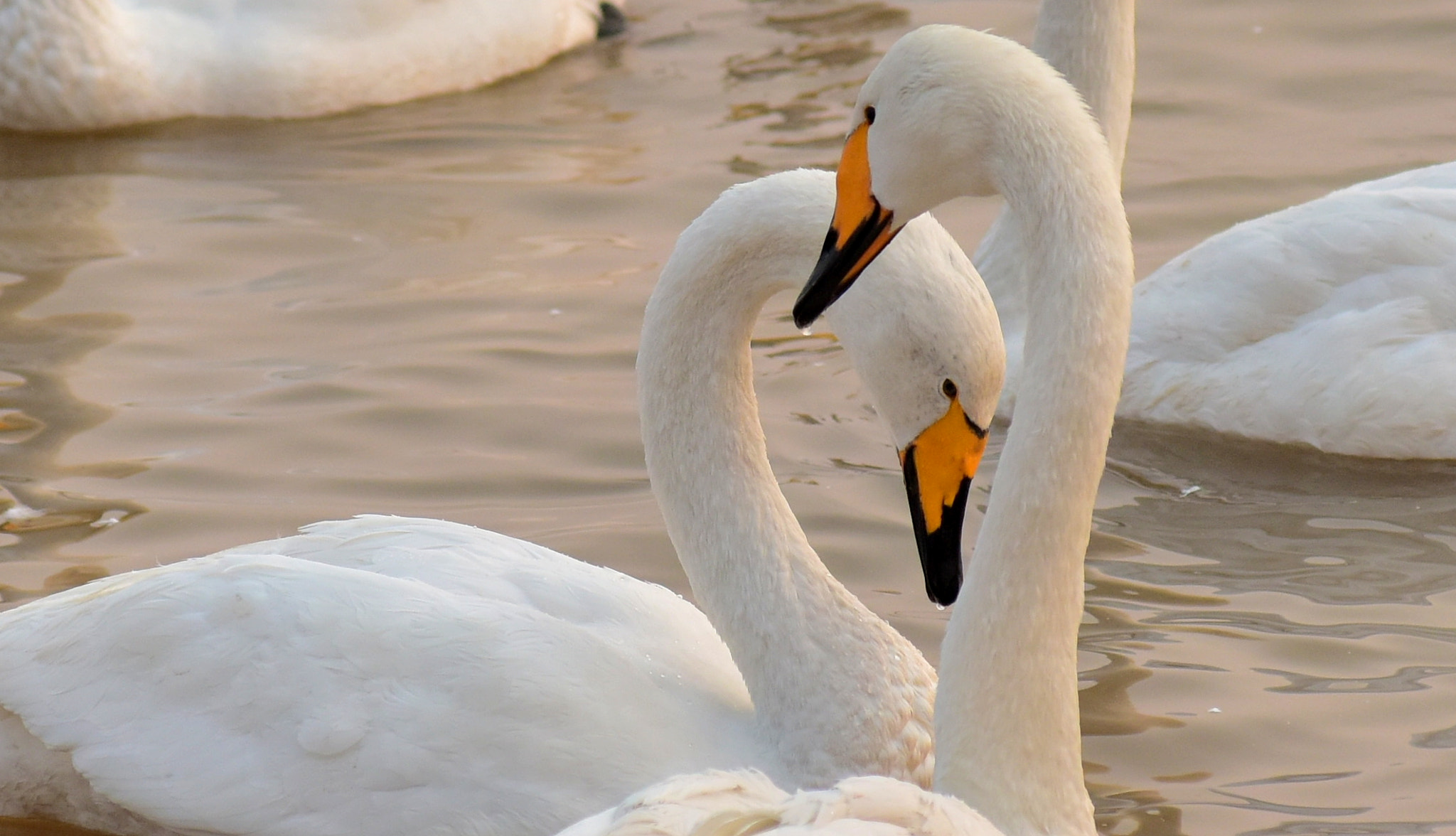 Nikon AF-Nikkor 80-200mm F2.8D ED sample photo