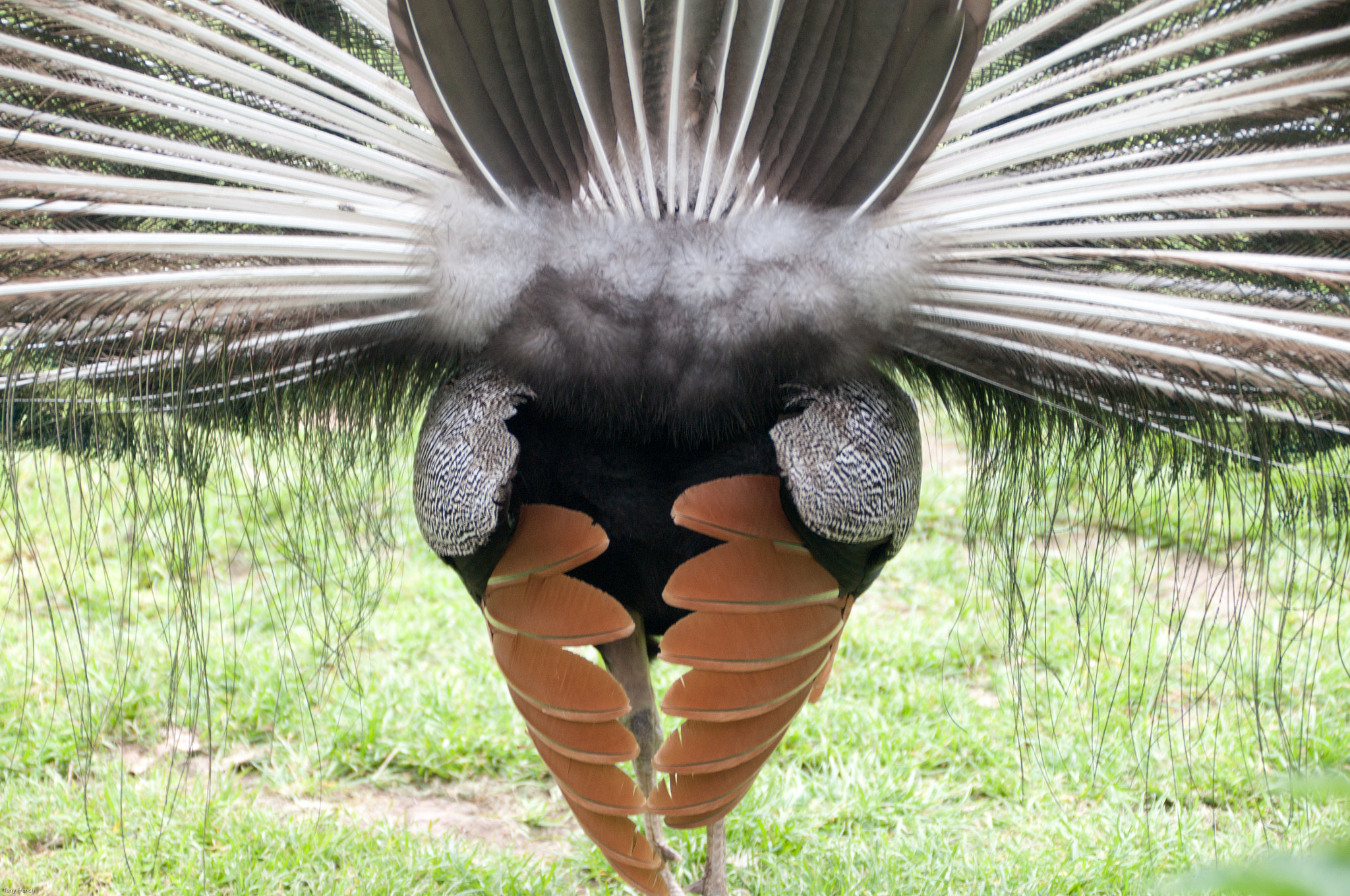 Pentax K-7 sample photo. Peacock photography