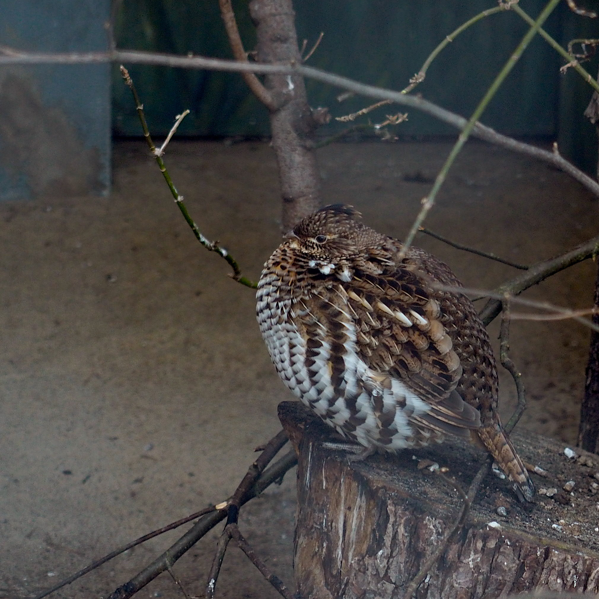 Olympus M.Zuiko Digital ED 12-40mm F2.8 Pro sample photo. Zoo - ruffed grouse photography