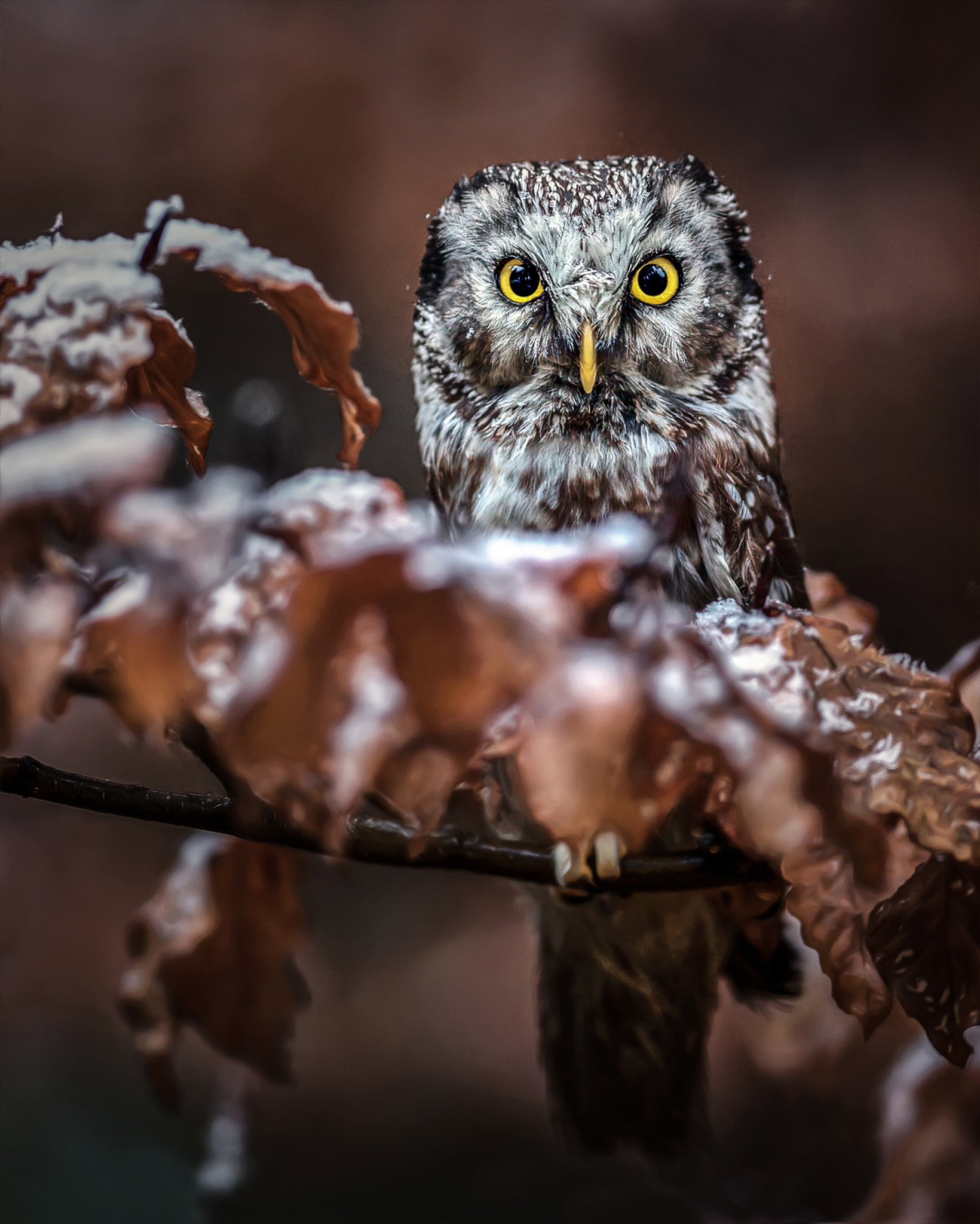 Canon EF 300mm F2.8L IS USM sample photo. Those eyes..... photography