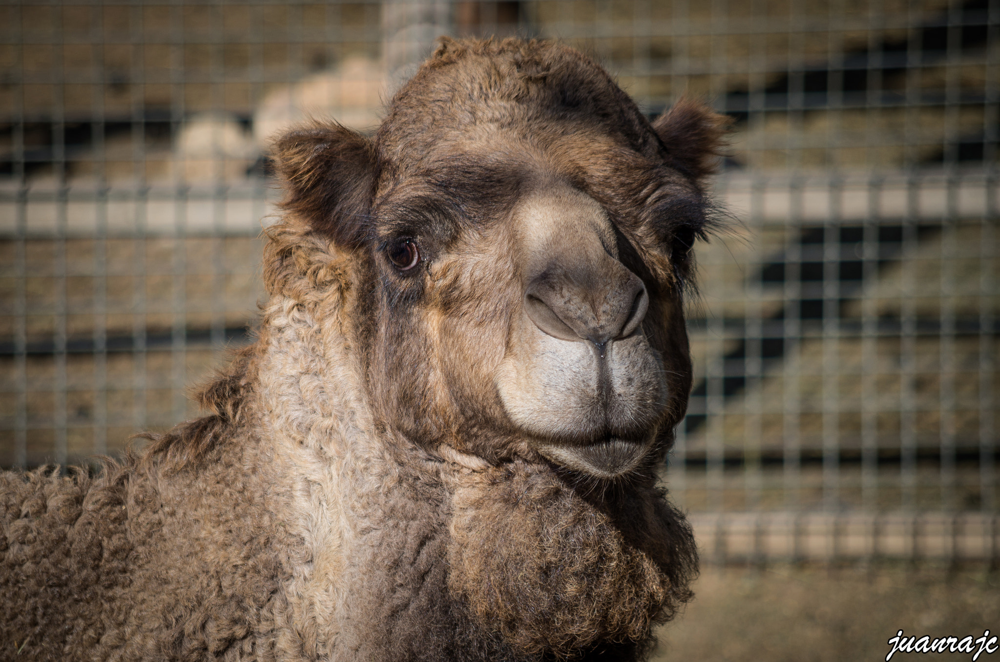 smc Pentax-DA L 50-200mm F4-5.6 ED WR sample photo. Dromedario photography