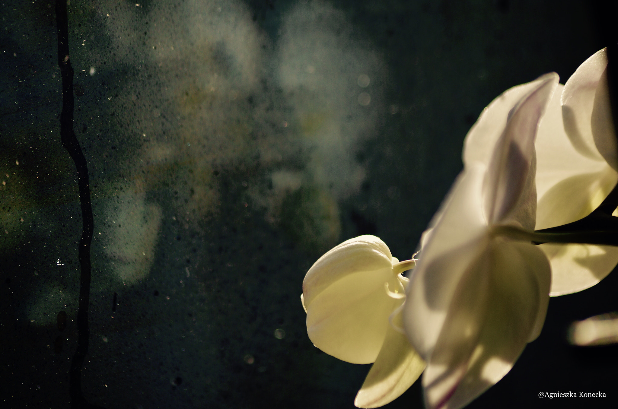 HD Pentax DA 55-300mm F4.0-5.8 ED WR sample photo. Orchidea nr 2 photography
