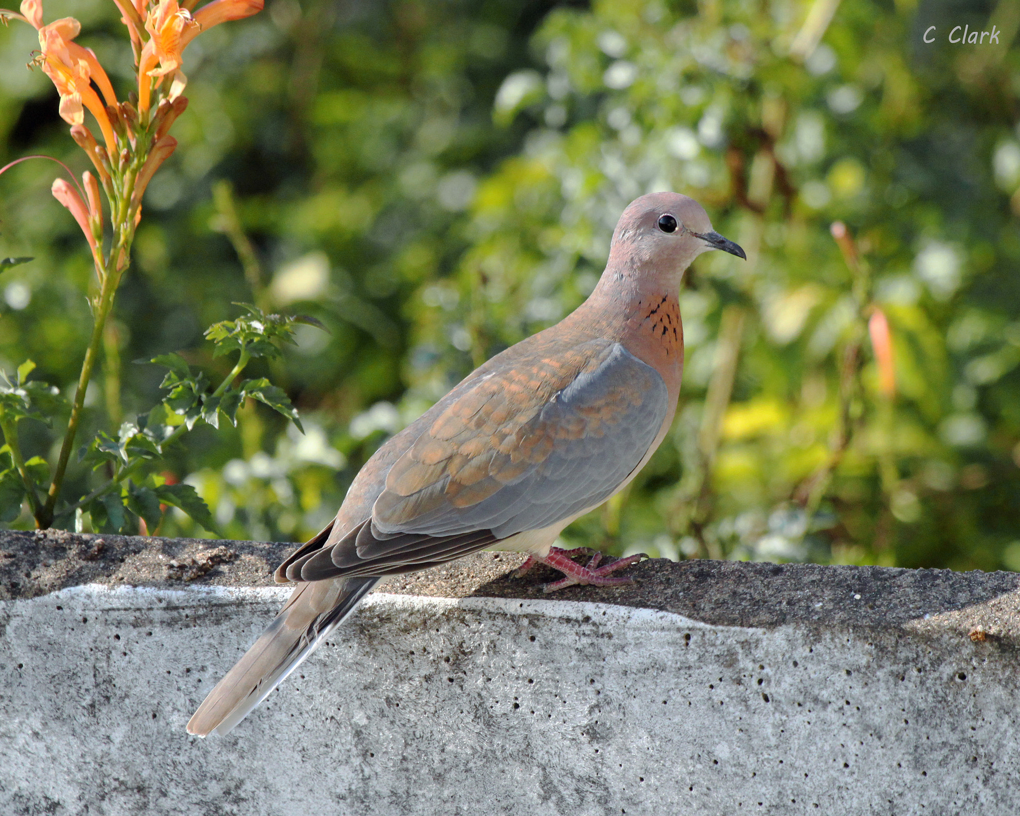 Canon EOS 500D (EOS Rebel T1i / EOS Kiss X3) + Canon EF 100-400mm F4.5-5.6L IS USM sample photo. Laughing dove photography