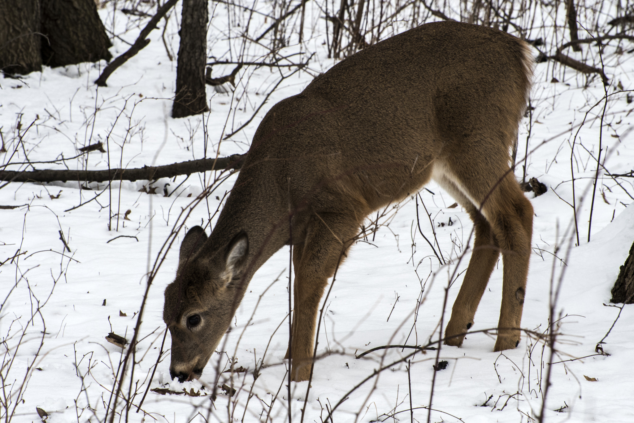 Nikon D500 sample photo. Looking for food. windsor, on. photography