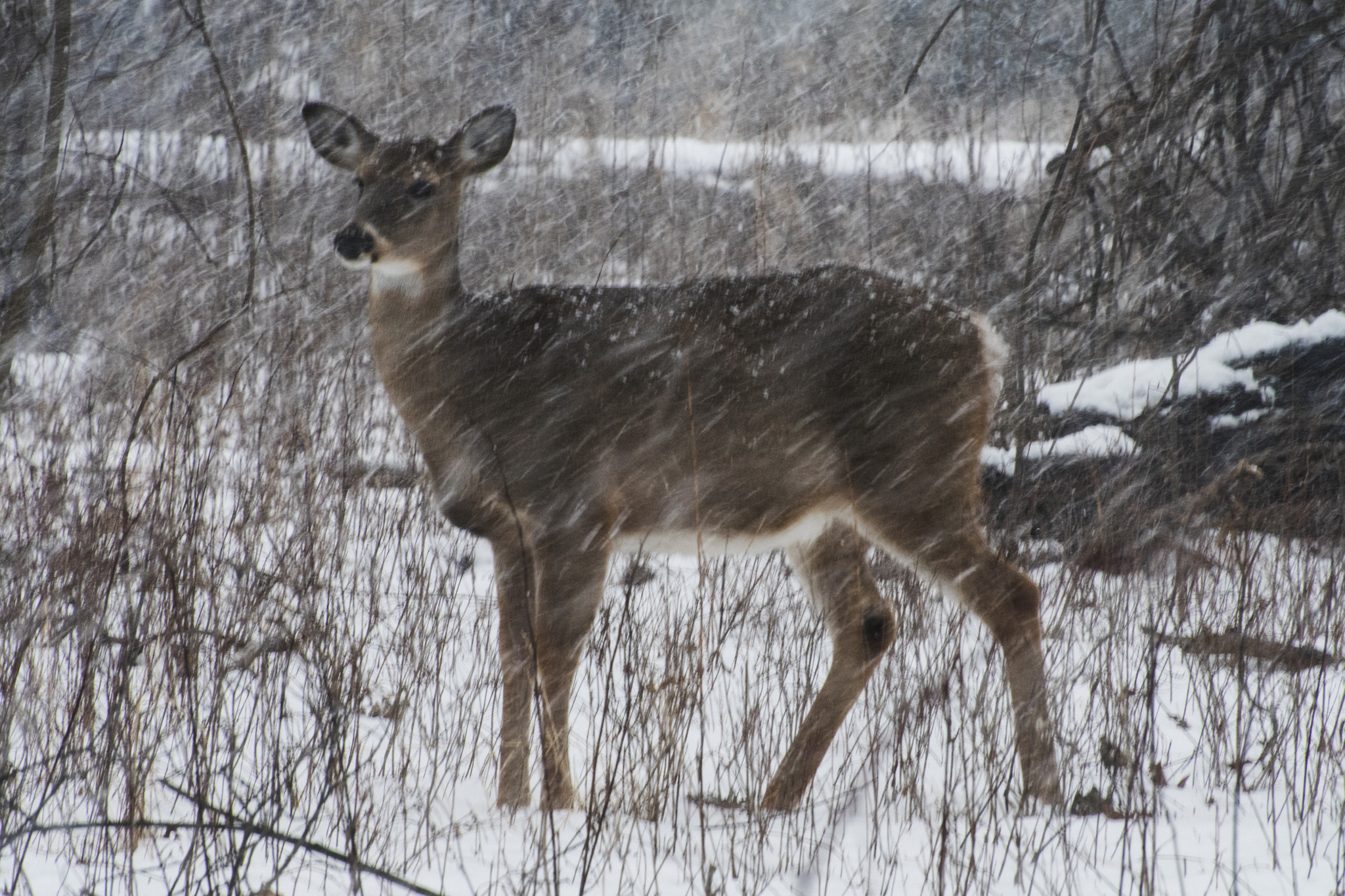 Nikon D500 + Nikon AF-S Nikkor 70-300mm F4.5-5.6G VR sample photo. Doe in the snow. windsor, on. photography