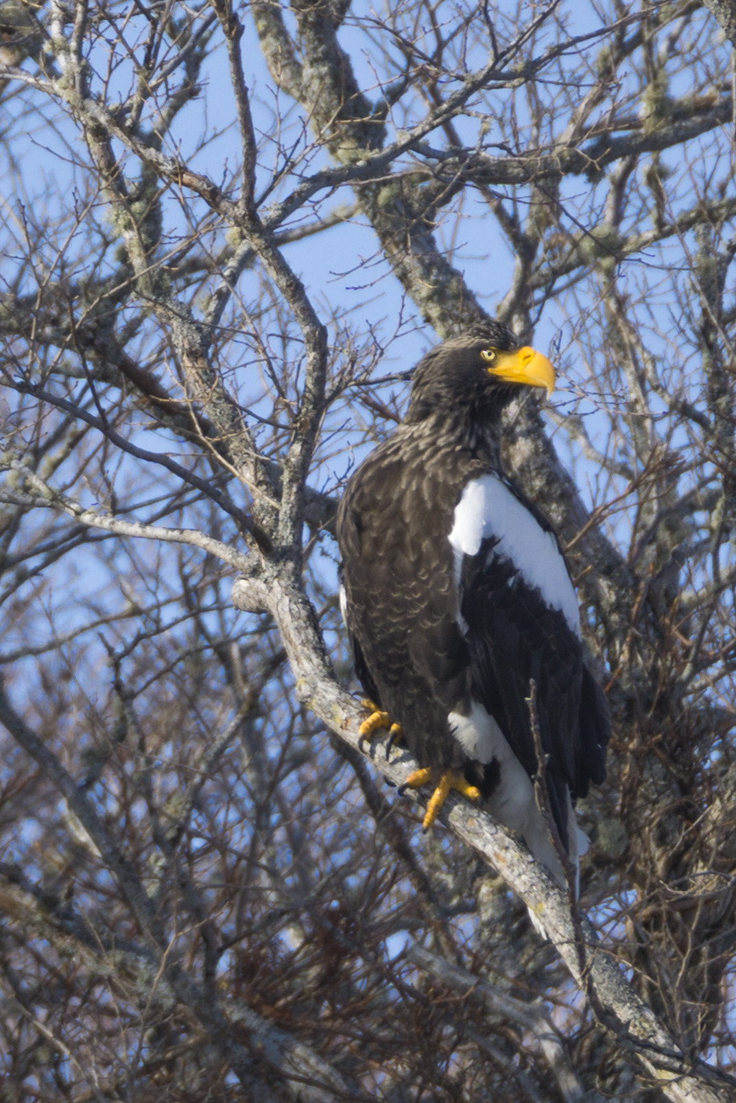 Sony a6000 + Tamron SP 150-600mm F5-6.3 Di VC USD sample photo. Perched in a tree photography