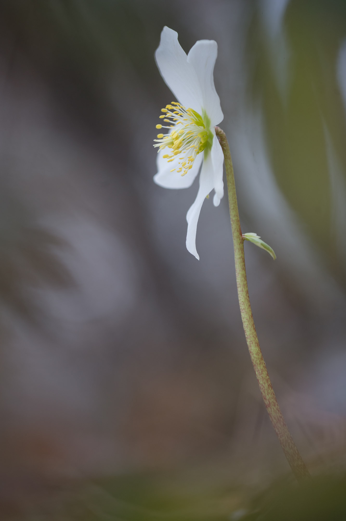 Nikon AF Micro-Nikkor 200mm F4D ED-IF sample photo. Helleborus photography