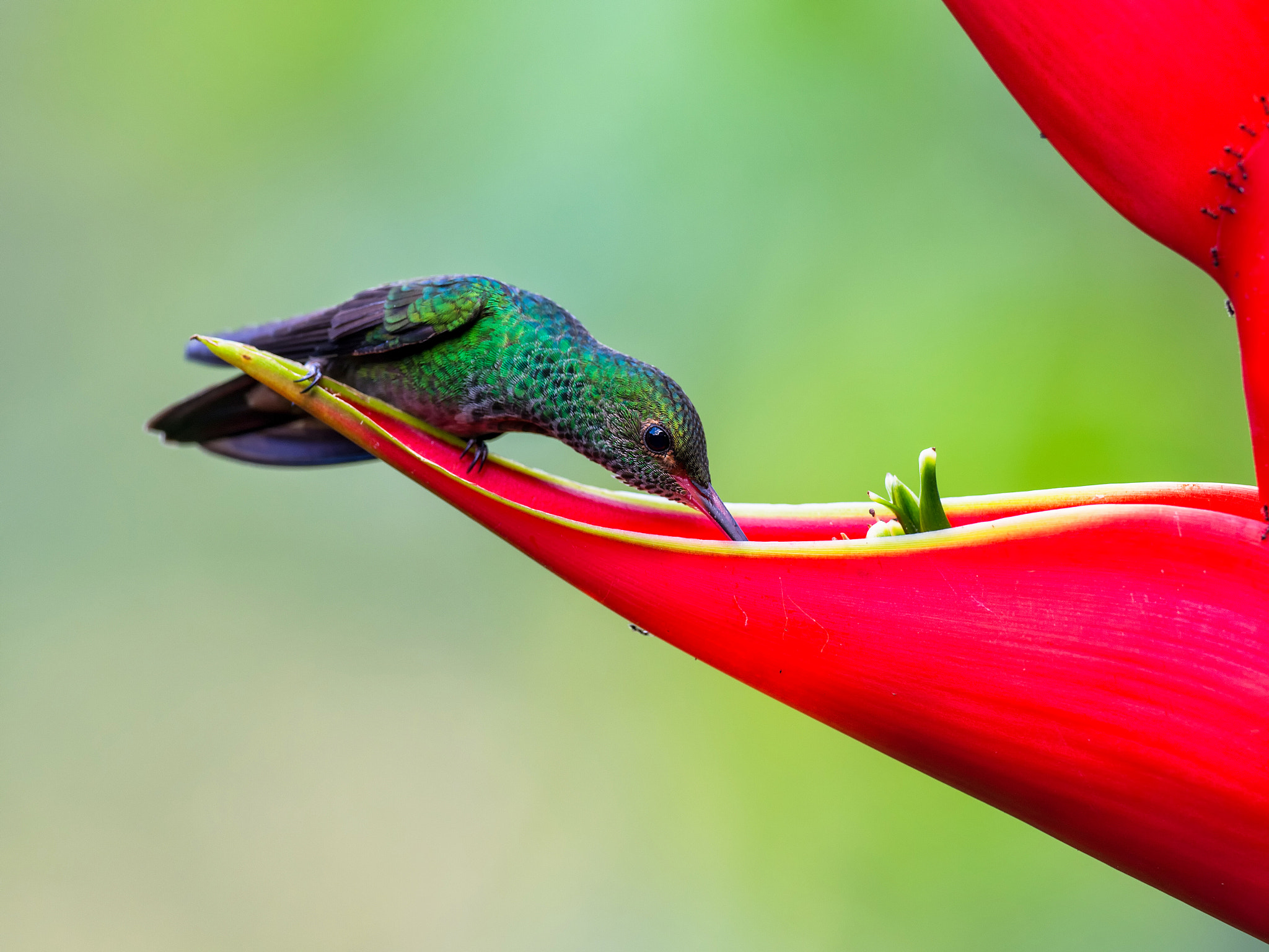 Olympus OM-D E-M1 Mark II + OLYMPUS M.300mm F4.0 sample photo. Colibrì  photography