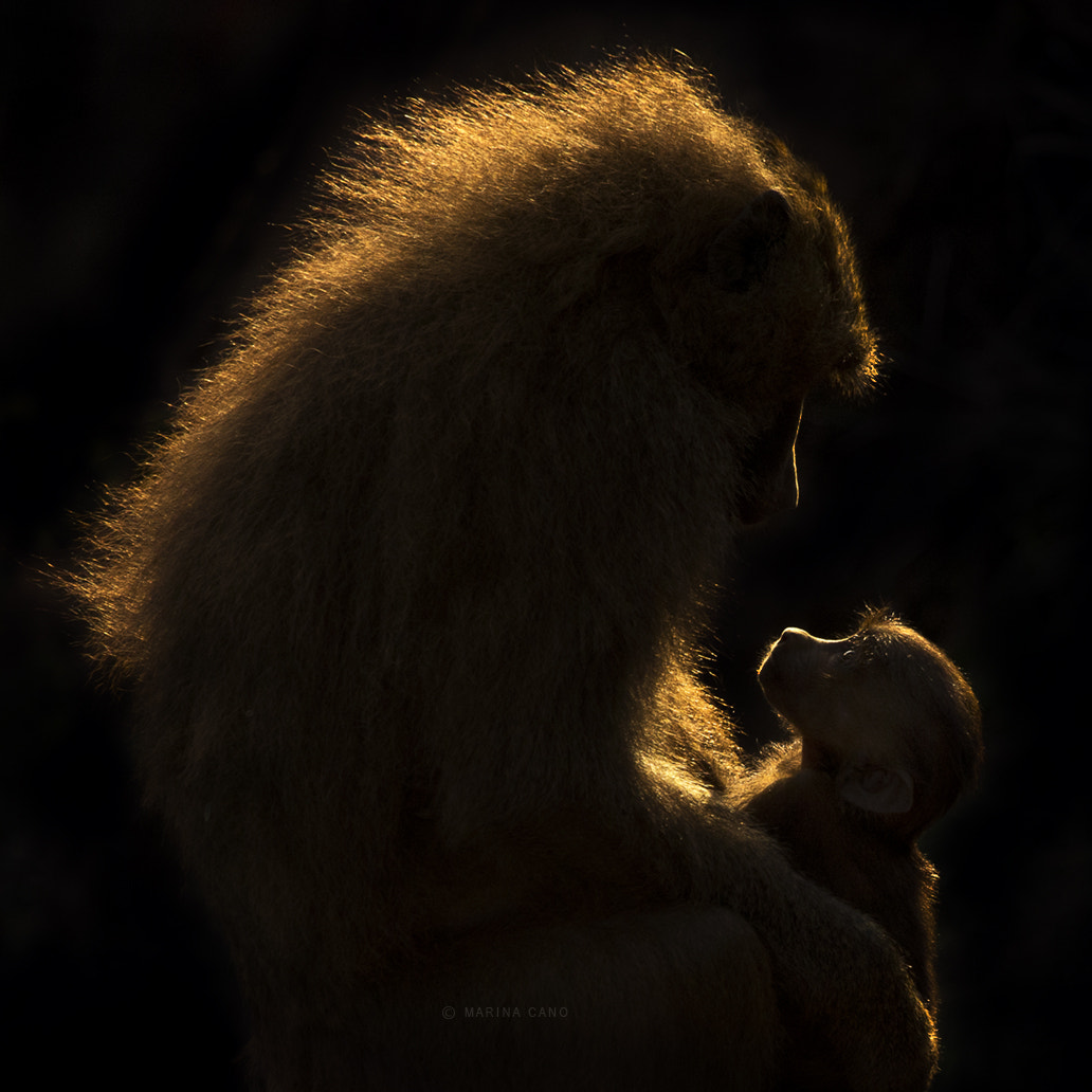 Canon EF 100-400mm F4.5-5.6L IS USM sample photo. The look of love photography