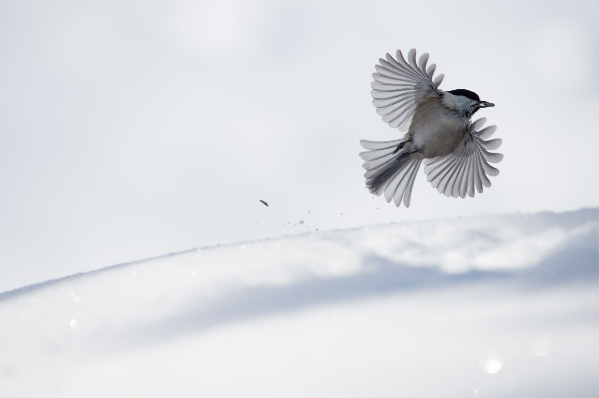 Nikon D4 + Nikon AF-S Nikkor 300mm F4D ED-IF sample photo. Cincia alpestre photography