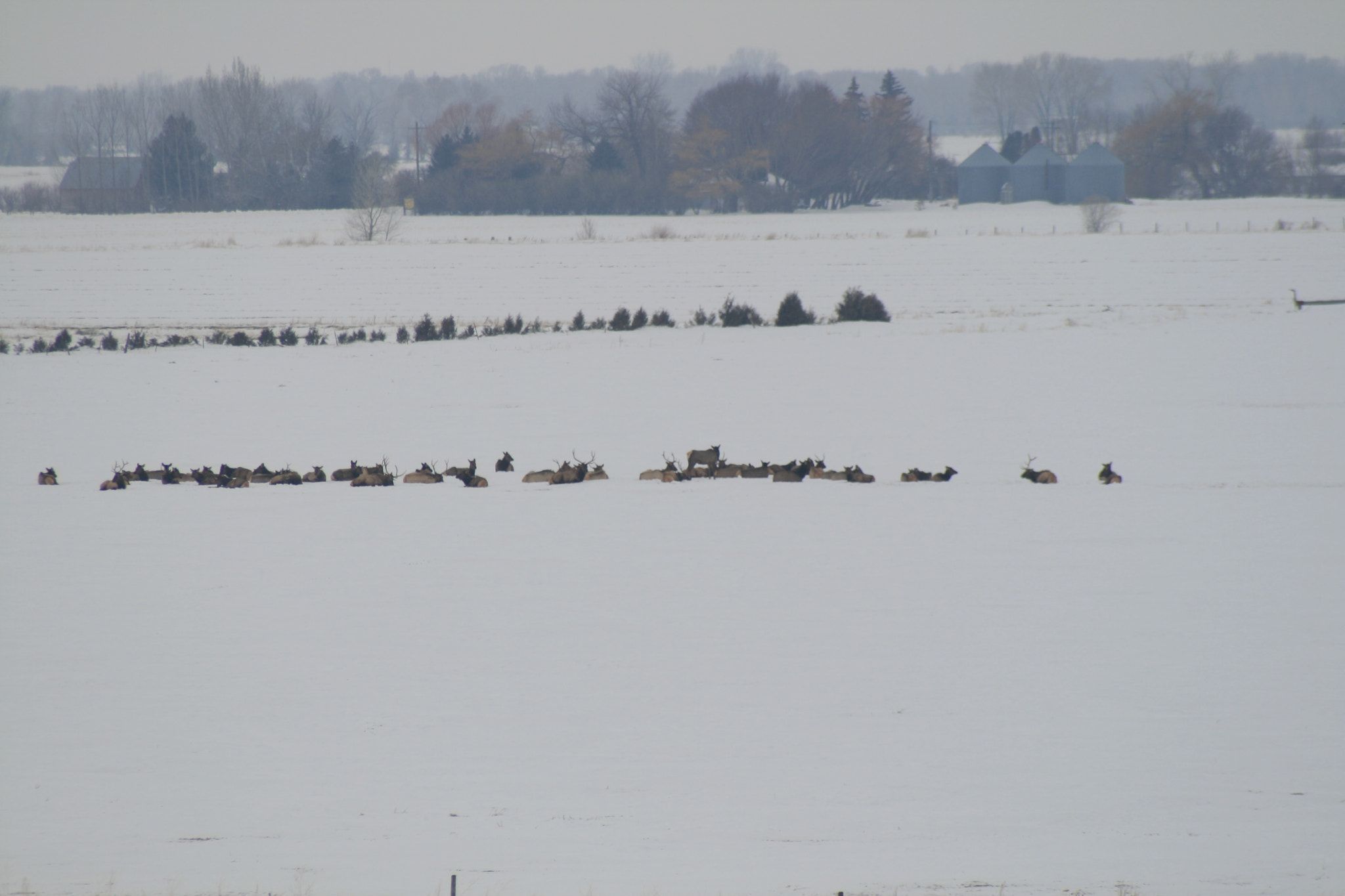 Sigma 70-300mm F4-5.6 APO DG Macro sample photo. Elk wintering in field by ririe idaho photography