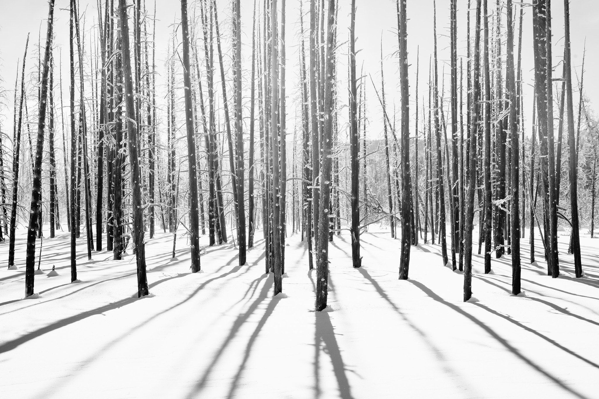 Canon EF 24-70mm F2.8L II USM sample photo. Bobby socks trees - yellowstone np photography