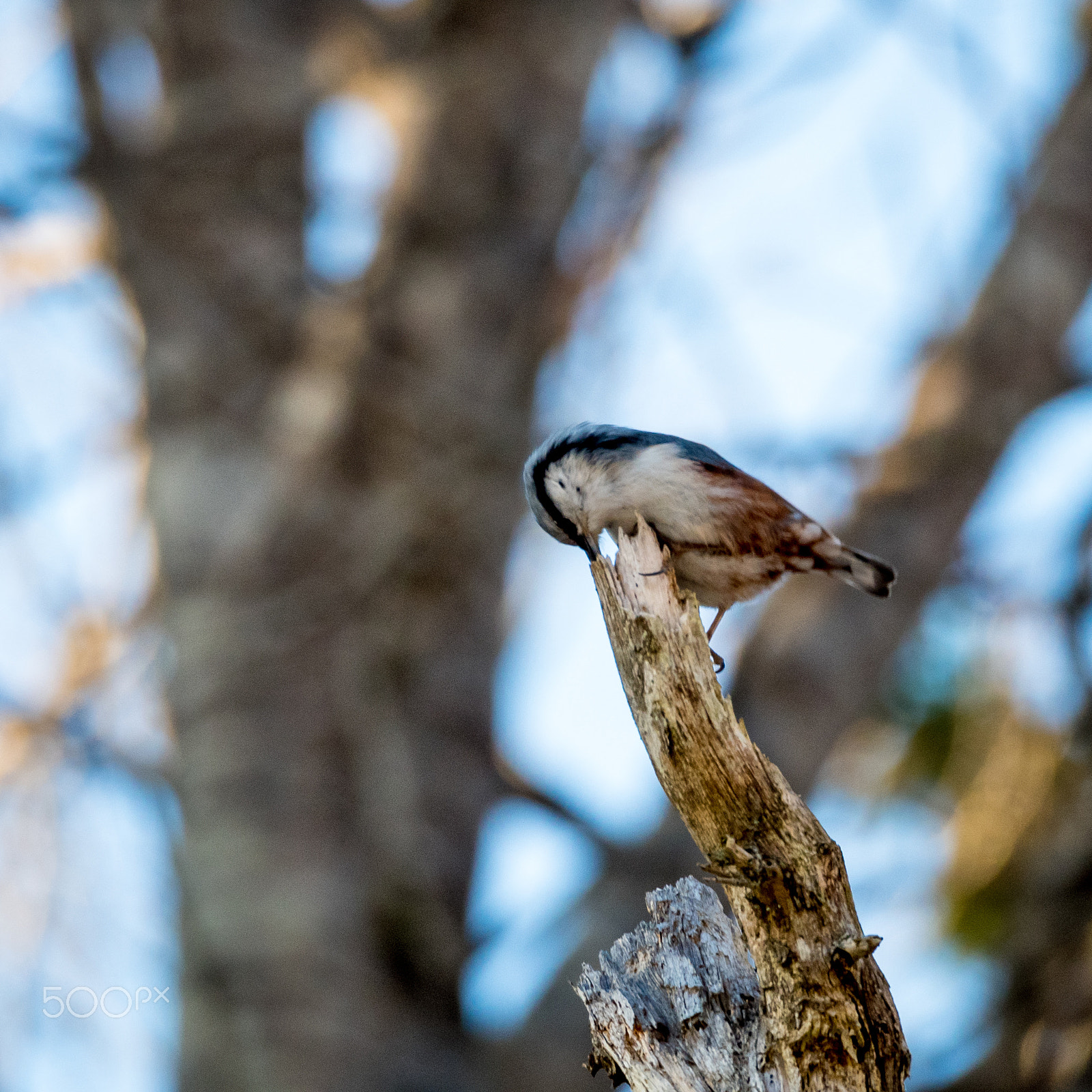 Olympus OM-D E-M5 II sample photo. Looking for food. photography