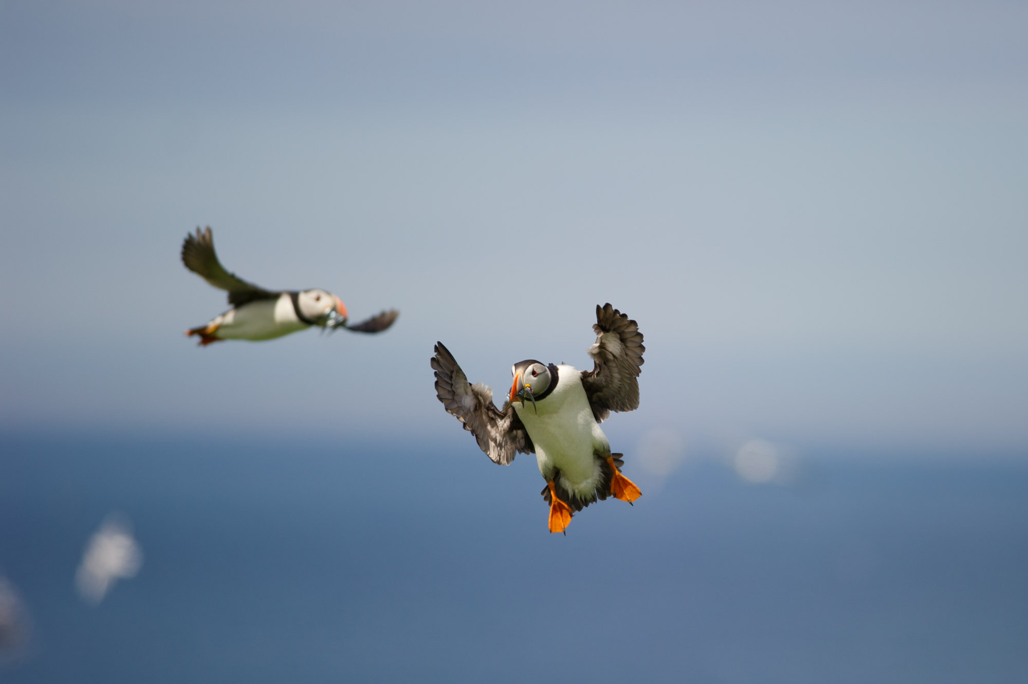 Nikon D3S + Nikon AF-S Nikkor 300mm F4D ED-IF sample photo. Puffin photography