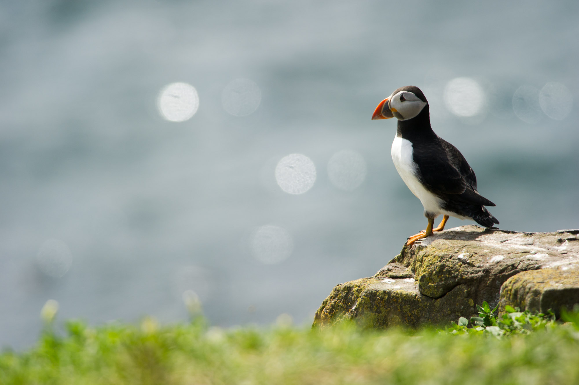 Nikon AF-S Nikkor 300mm F4D ED-IF sample photo. Puffin photography