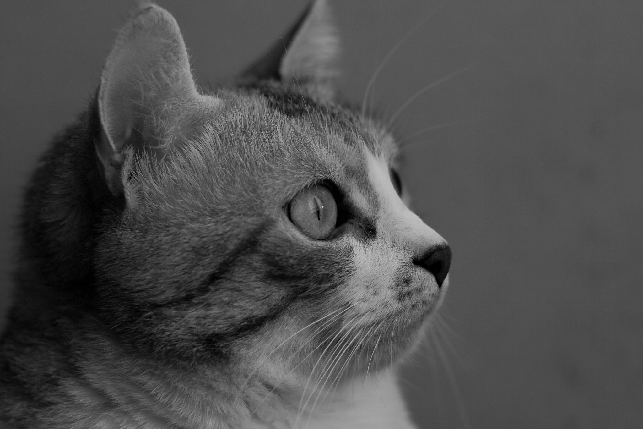 Canon EF 35-80mm f/4-5.6 sample photo