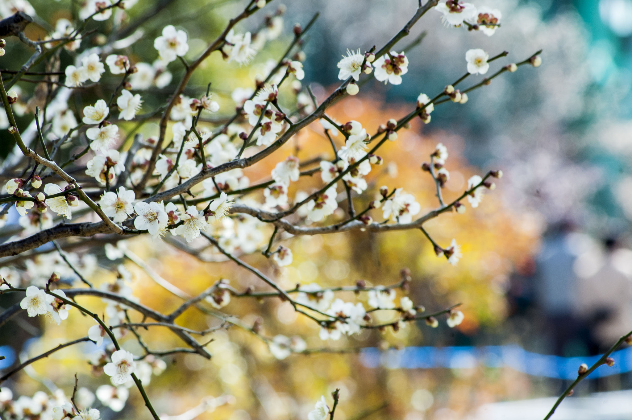 Nikon D70 sample photo. Plum photography