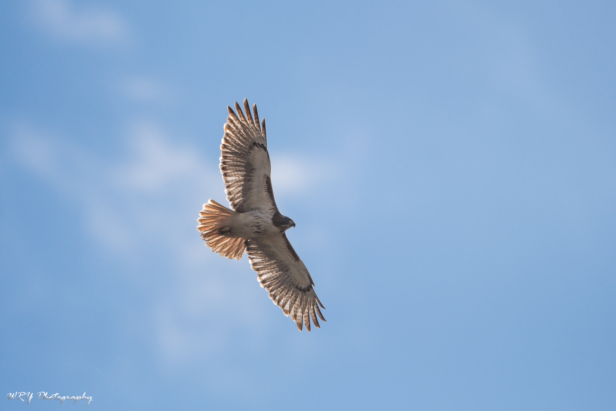 Nikon AF-S Nikkor 500mm F4E FL ED VR sample photo. Red tail hawk in flight photography