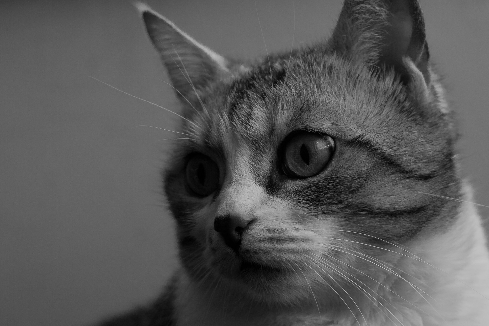 Canon EF 35-80mm f/4-5.6 sample photo
